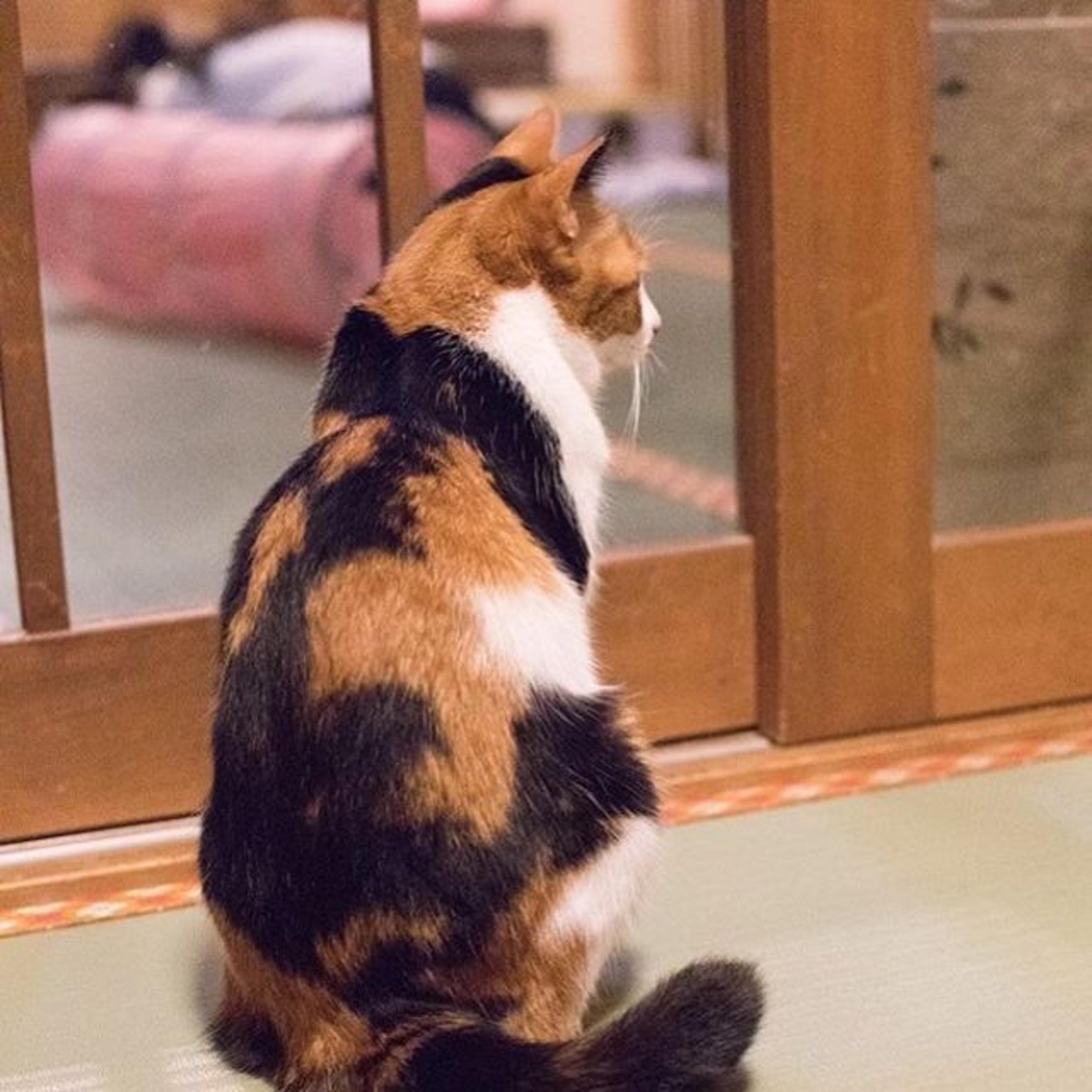 pet-image-2