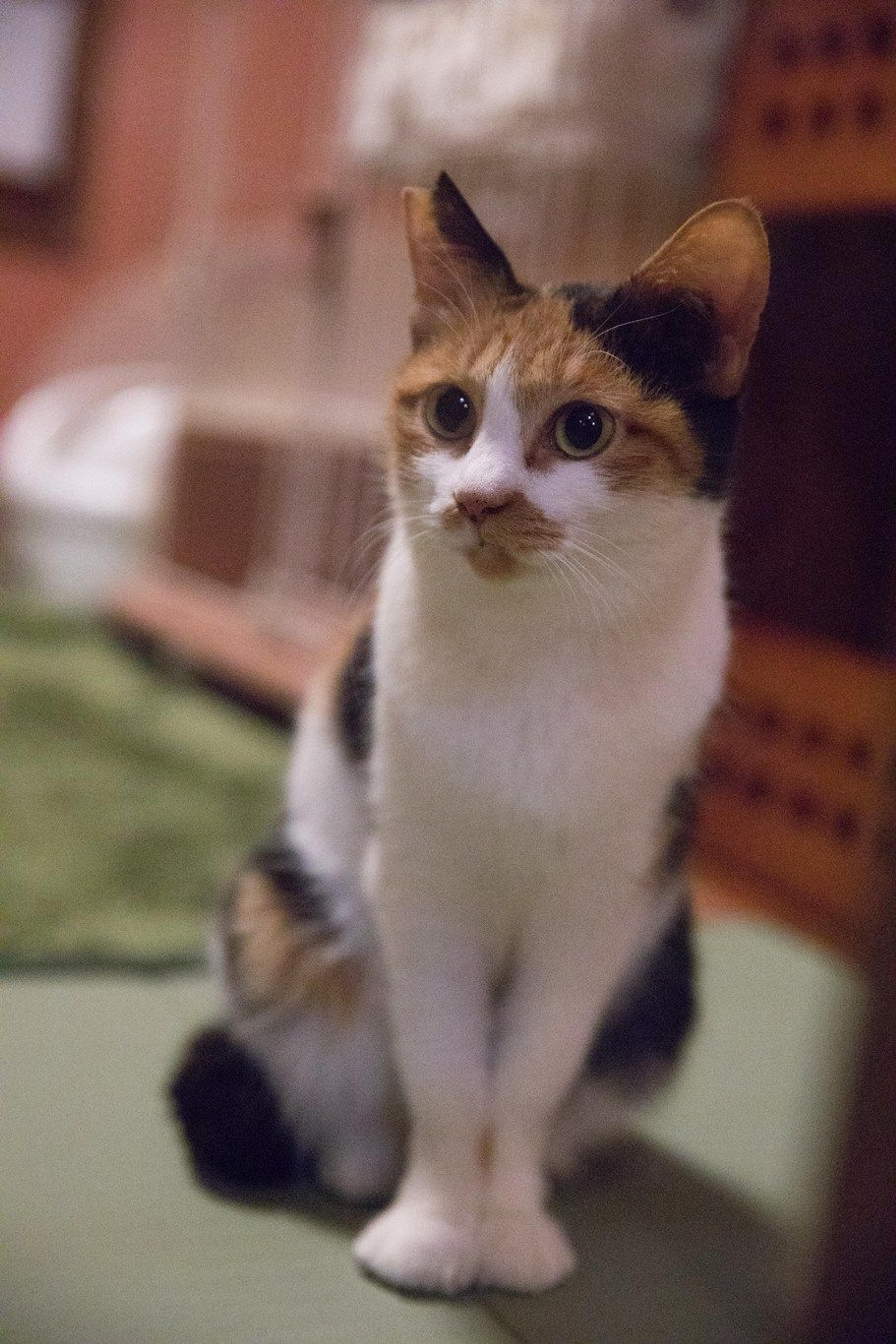pet-image-3