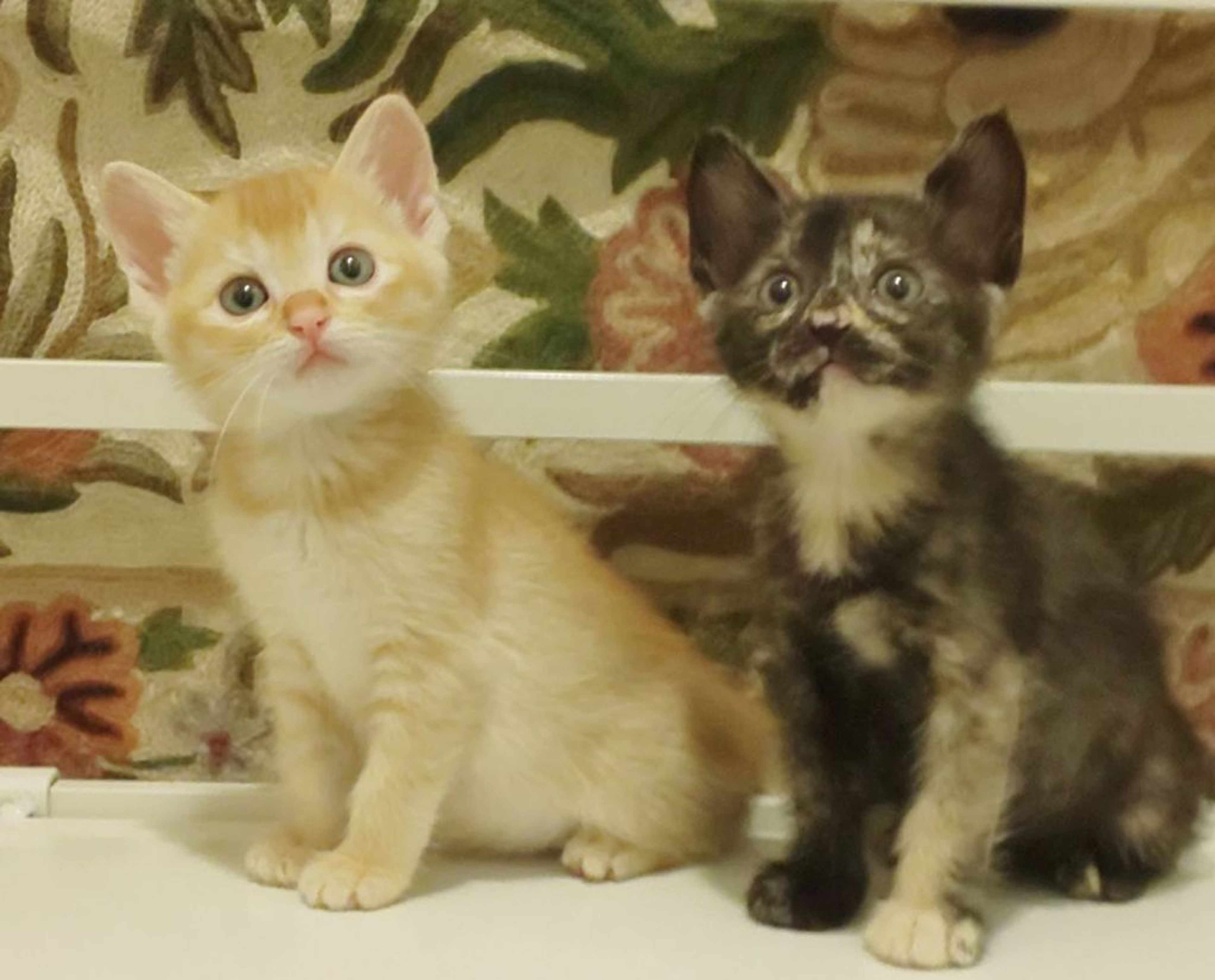 雑種（ミックス猫）・メスの里親募集の写真