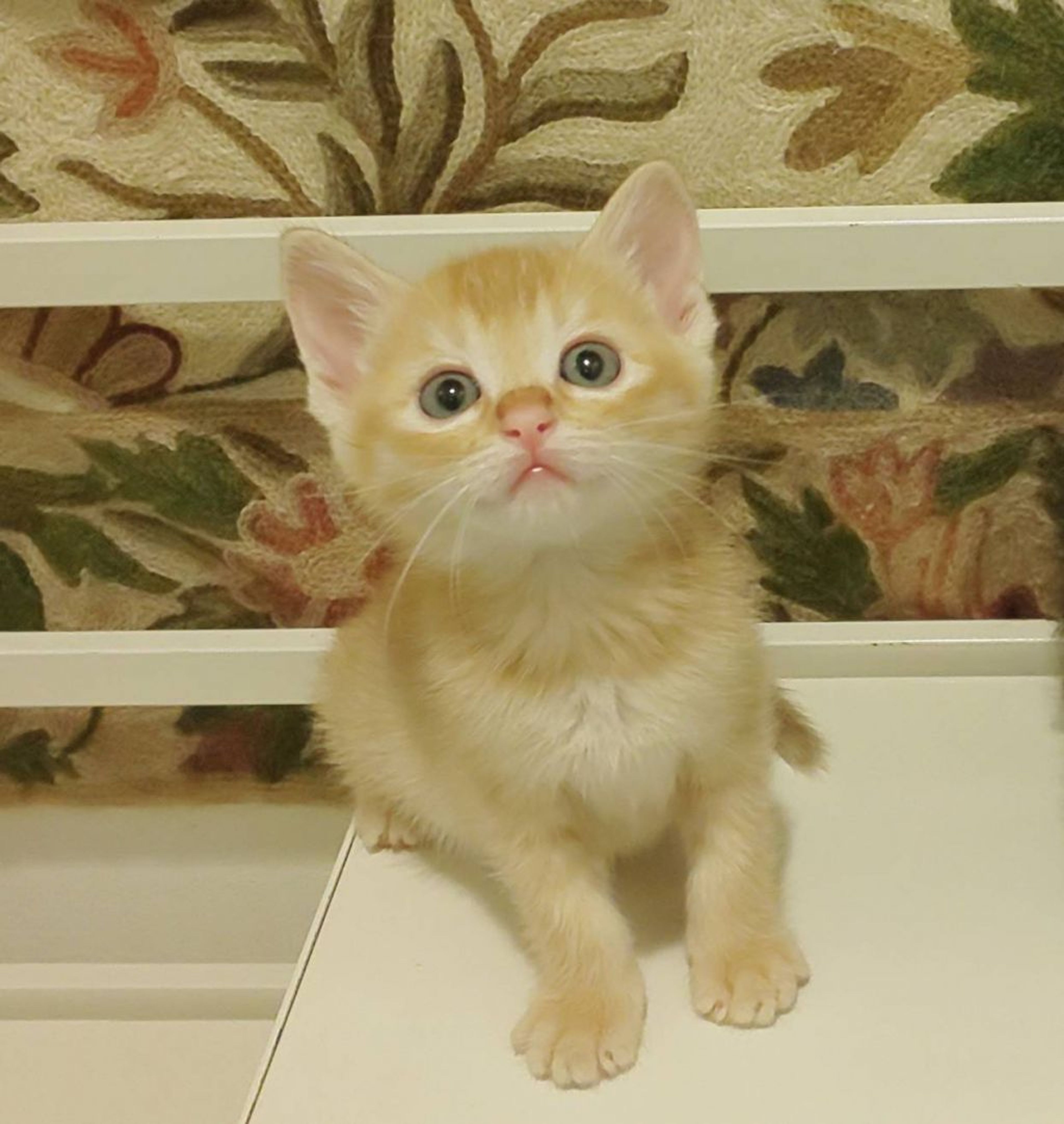 pet-image-3