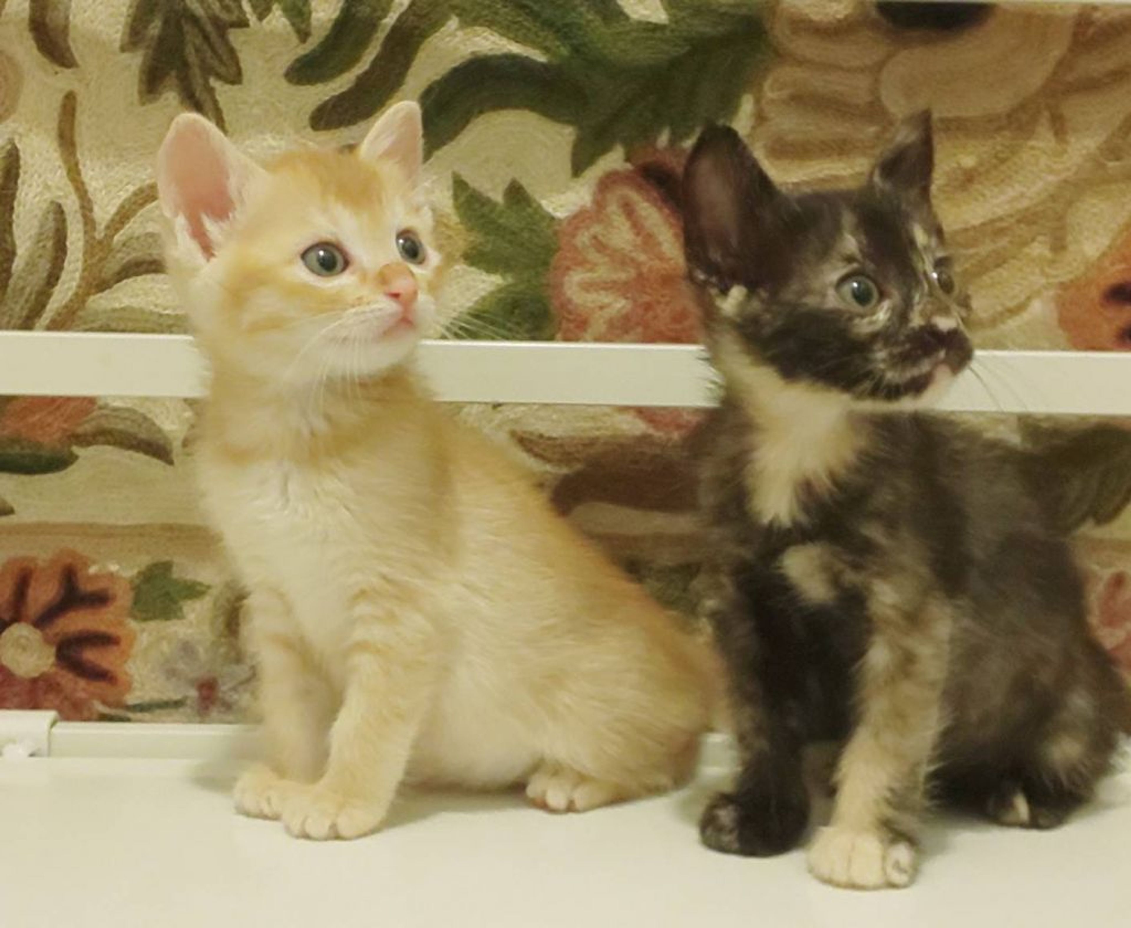 pet-image-4