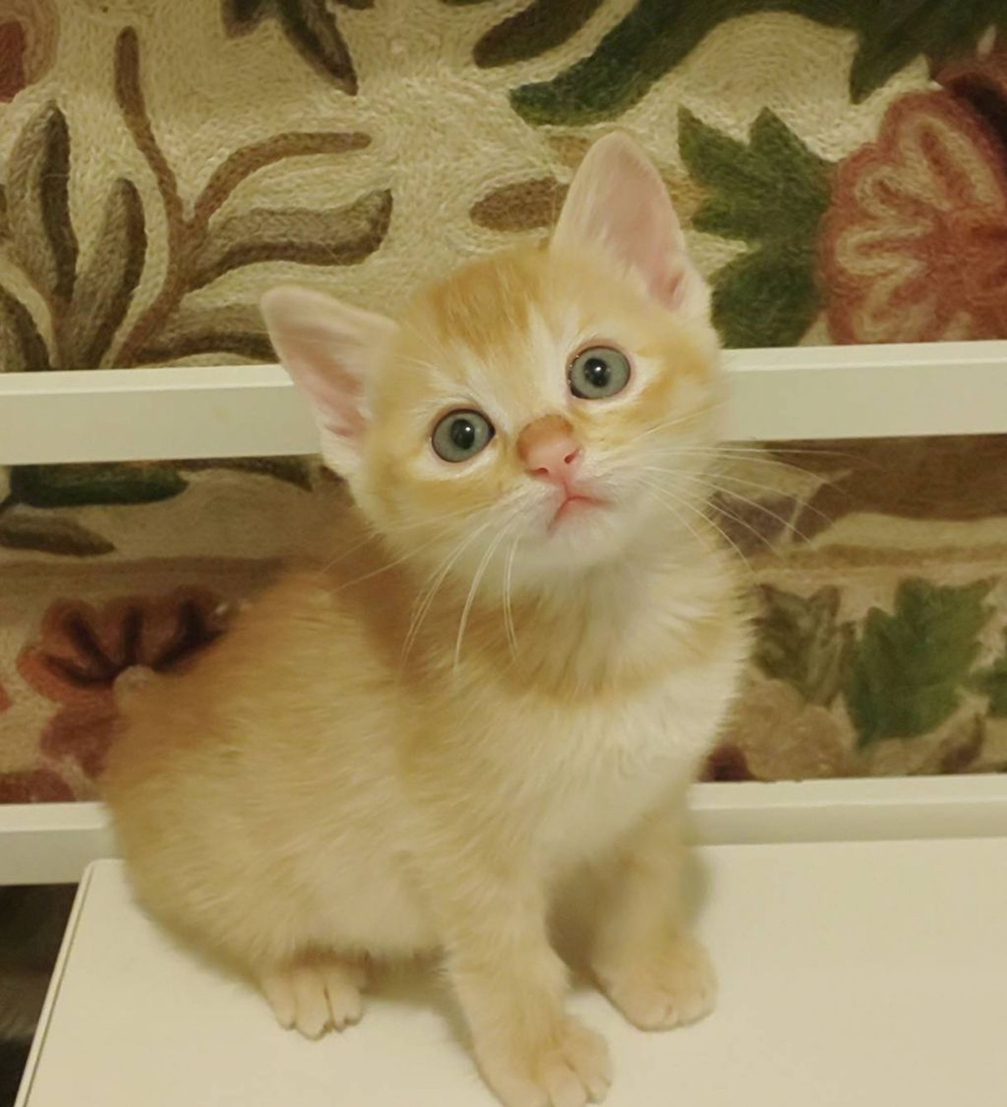 pet-image-5