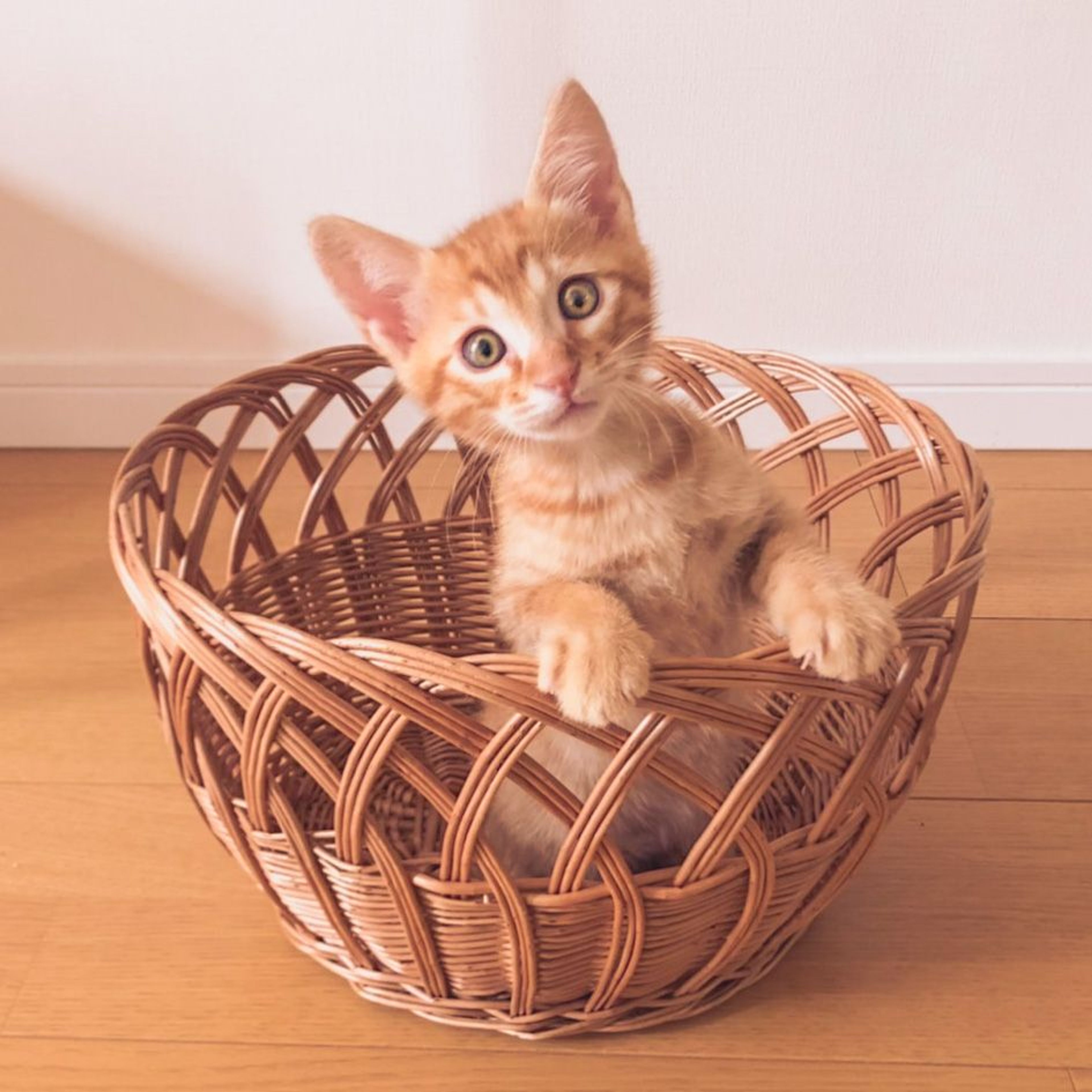 雑種（ミックス猫）・オスの里親募集の写真