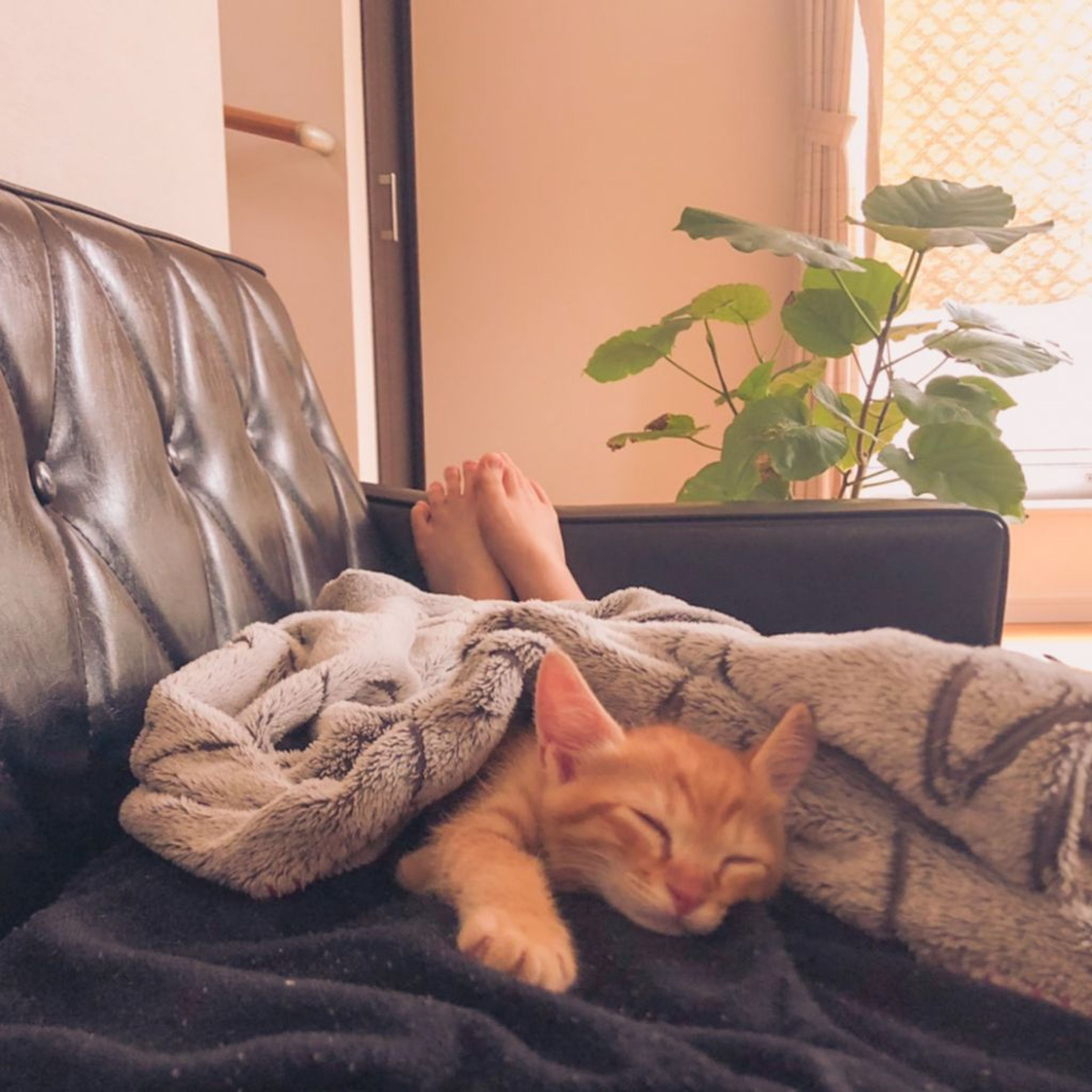 pet-image-4