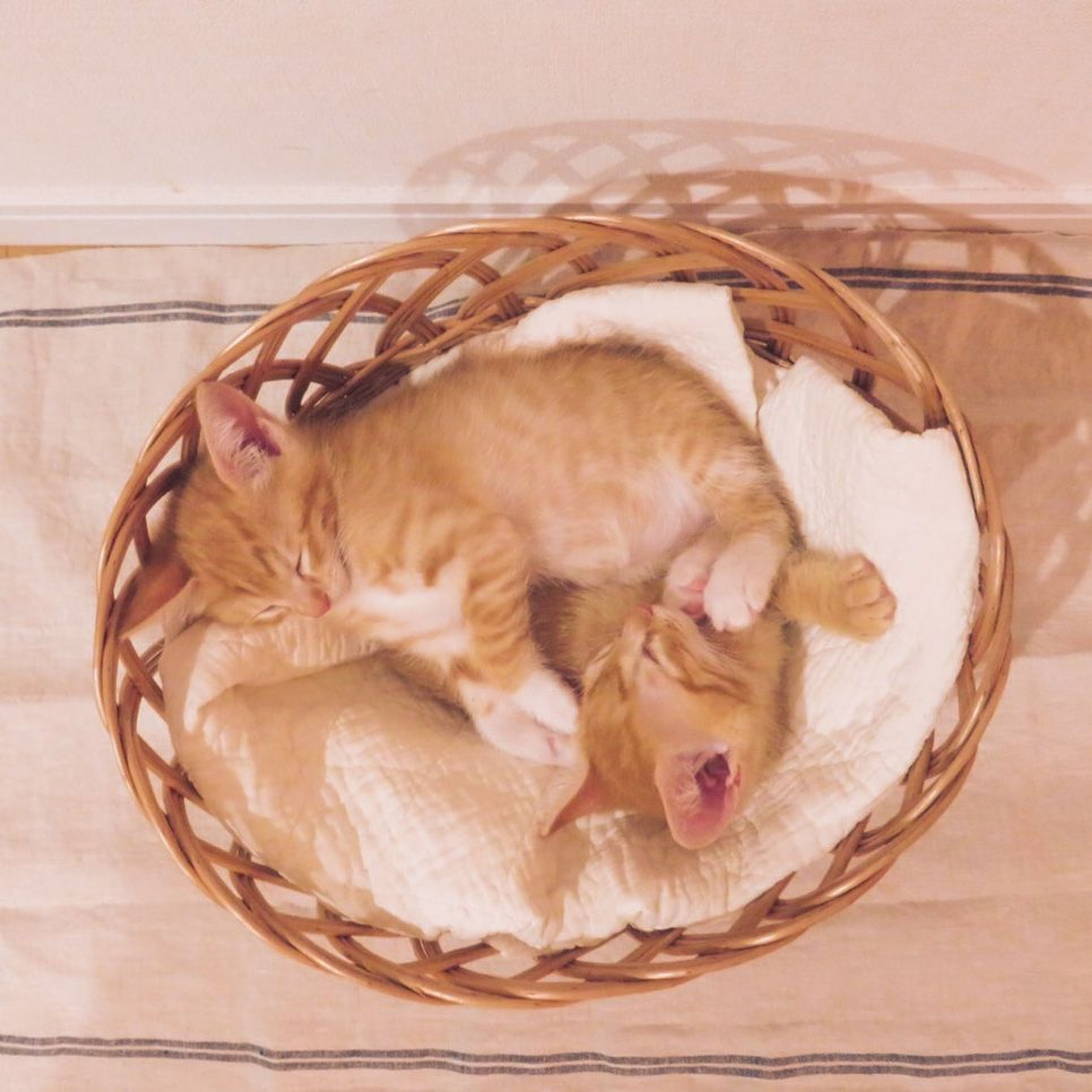 pet-image-5