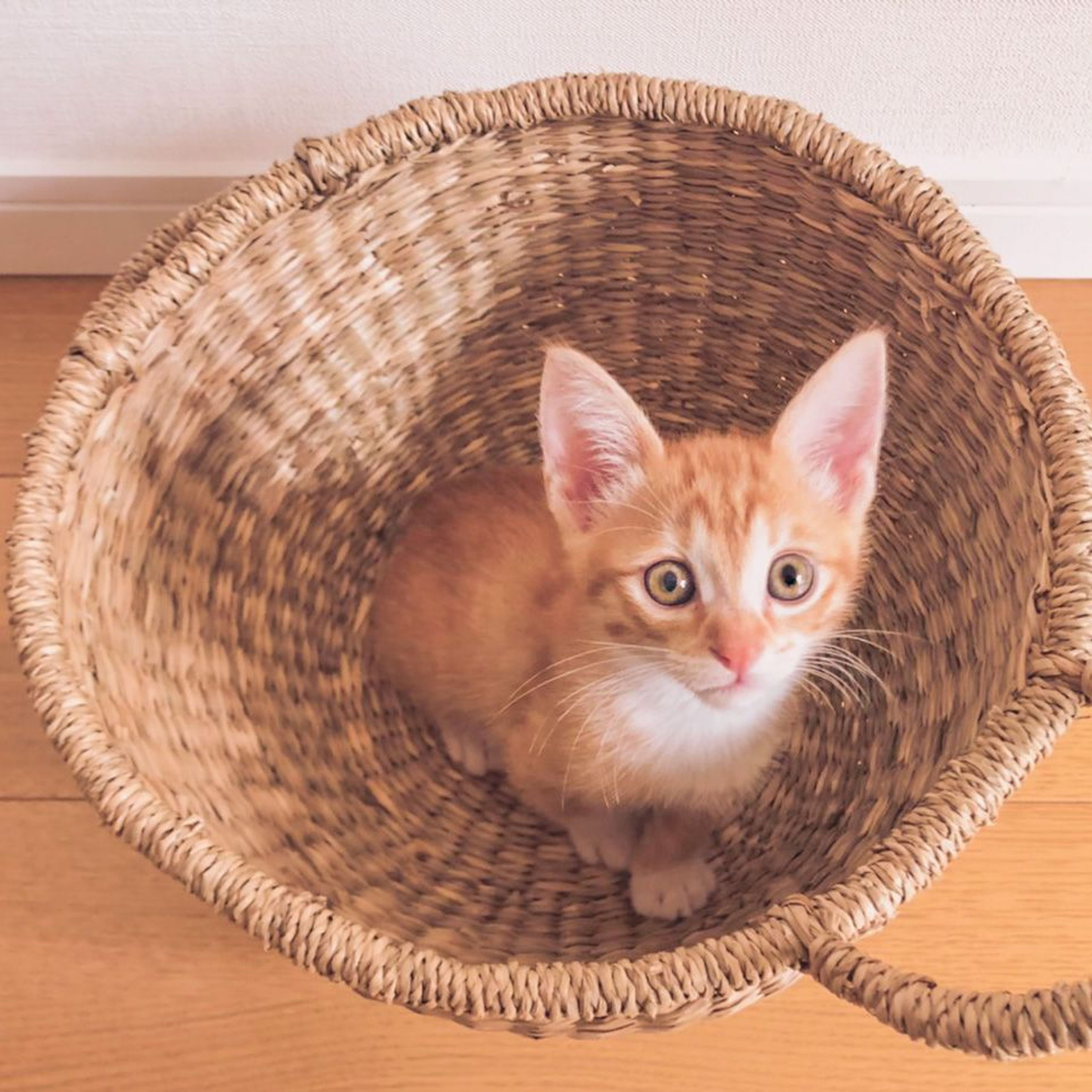 雑種（ミックス猫）・オスの里親募集の写真