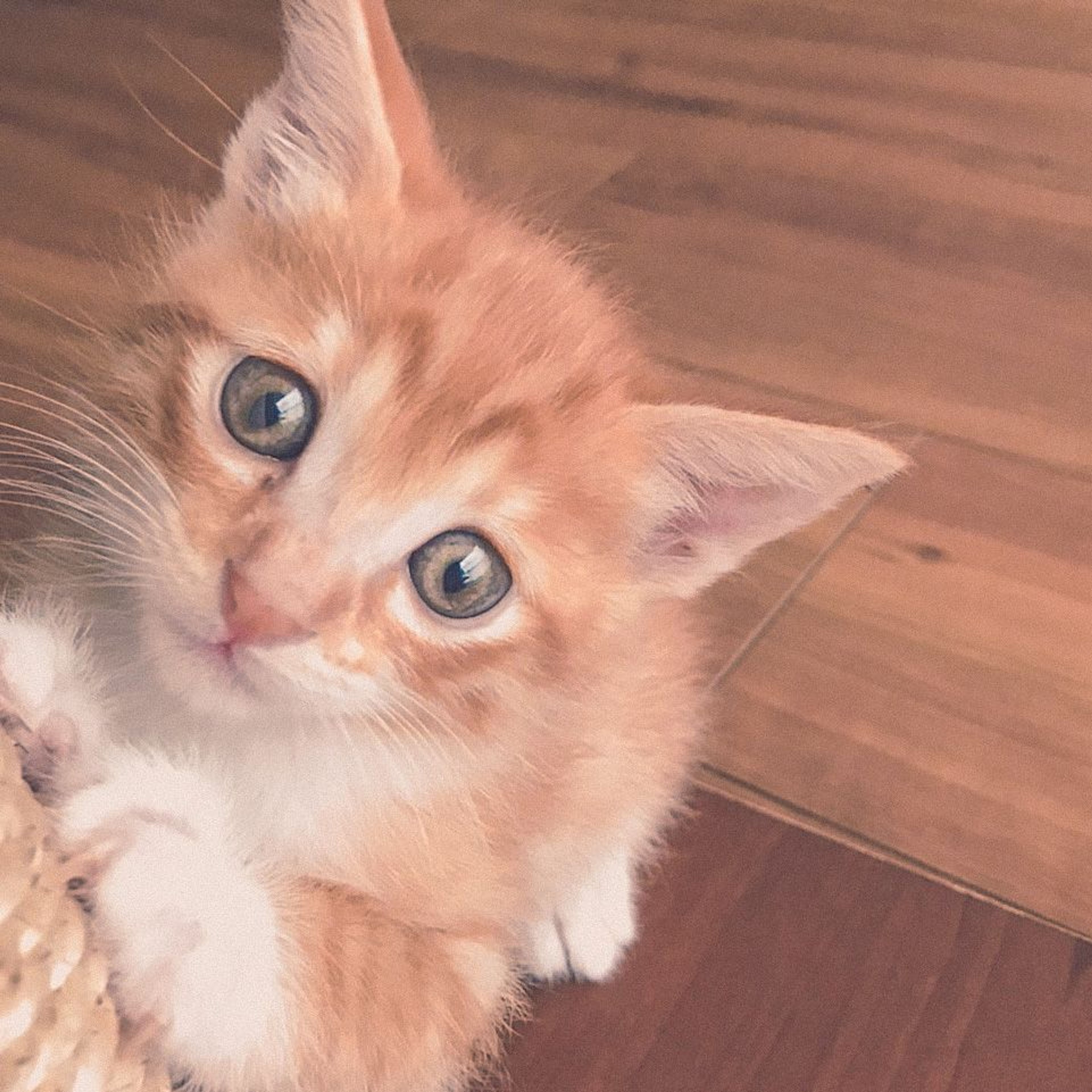 pet-image-3