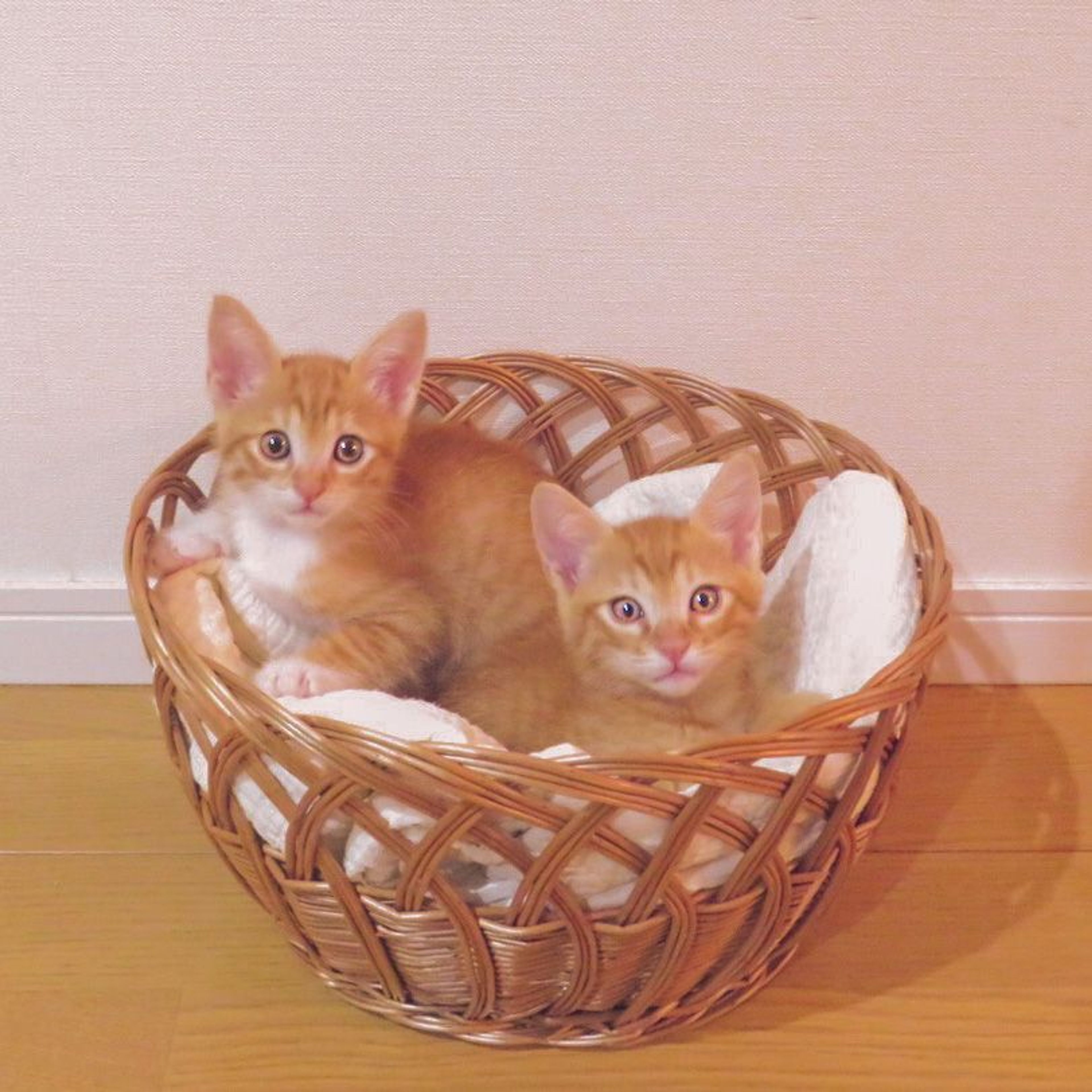 pet-image-5