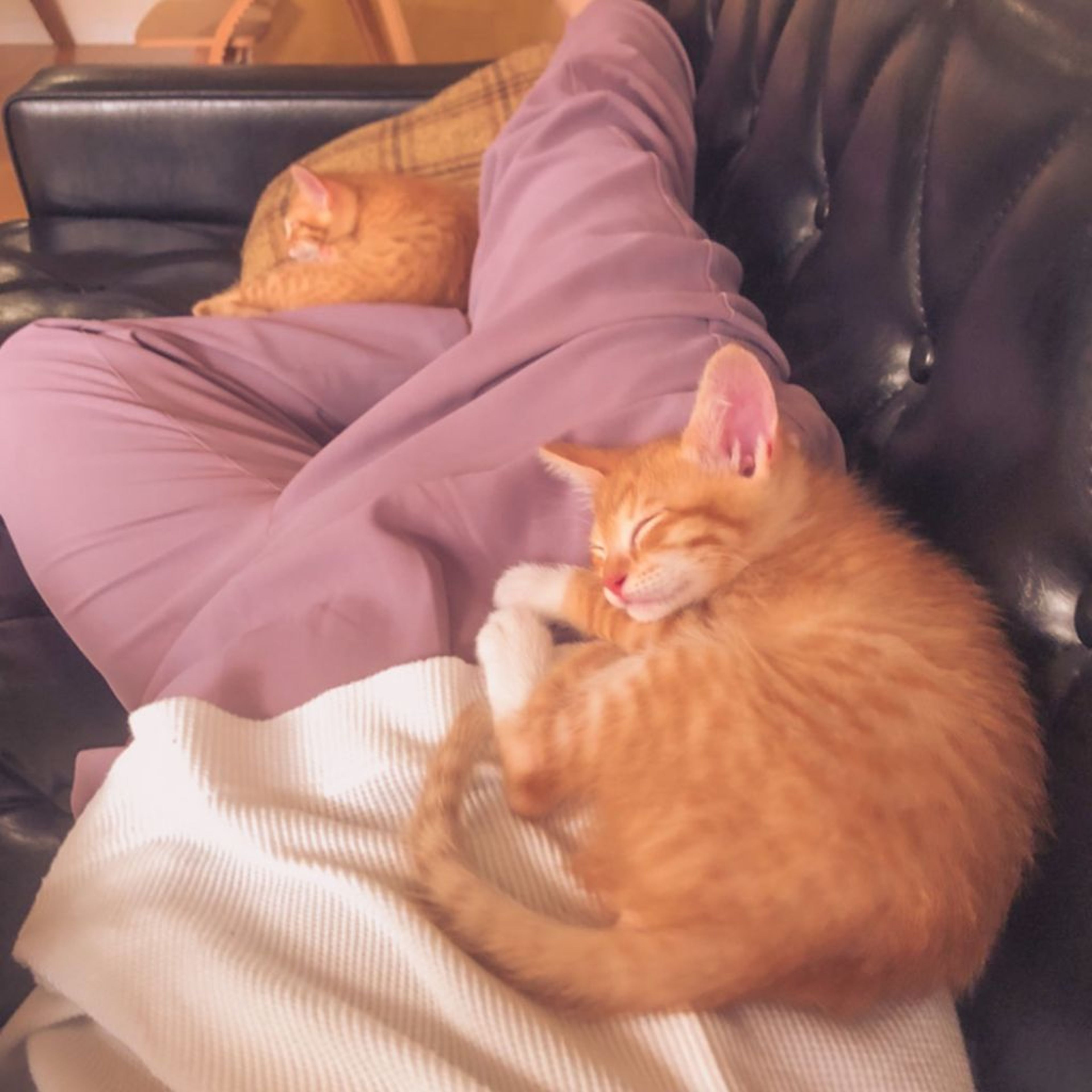 pet-image-6