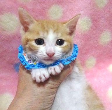 茶々丸(ちゃちゃまる)くんの写真