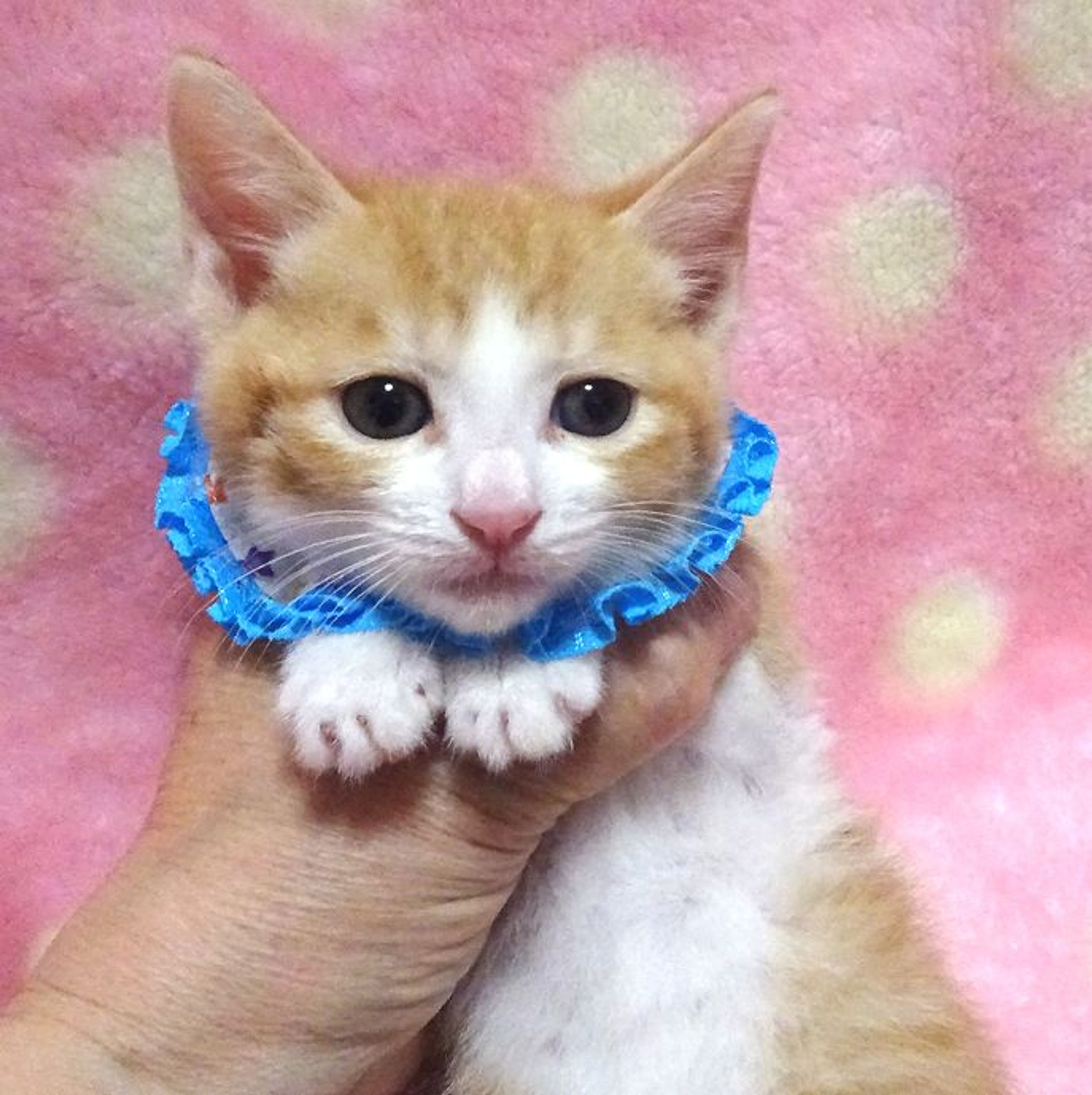 pet-image-3