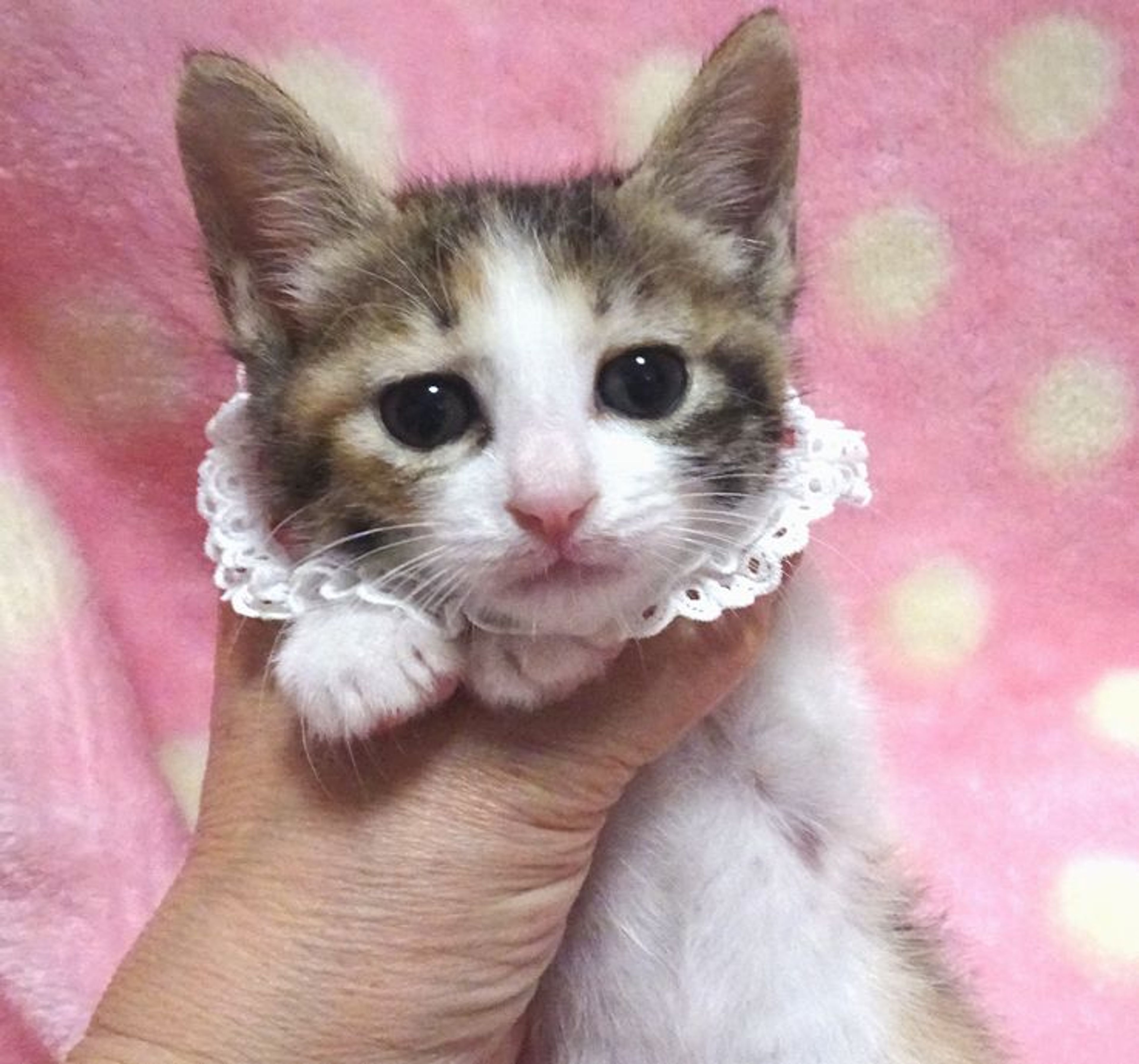 雑種（ミックス猫）・メスの里親募集の写真