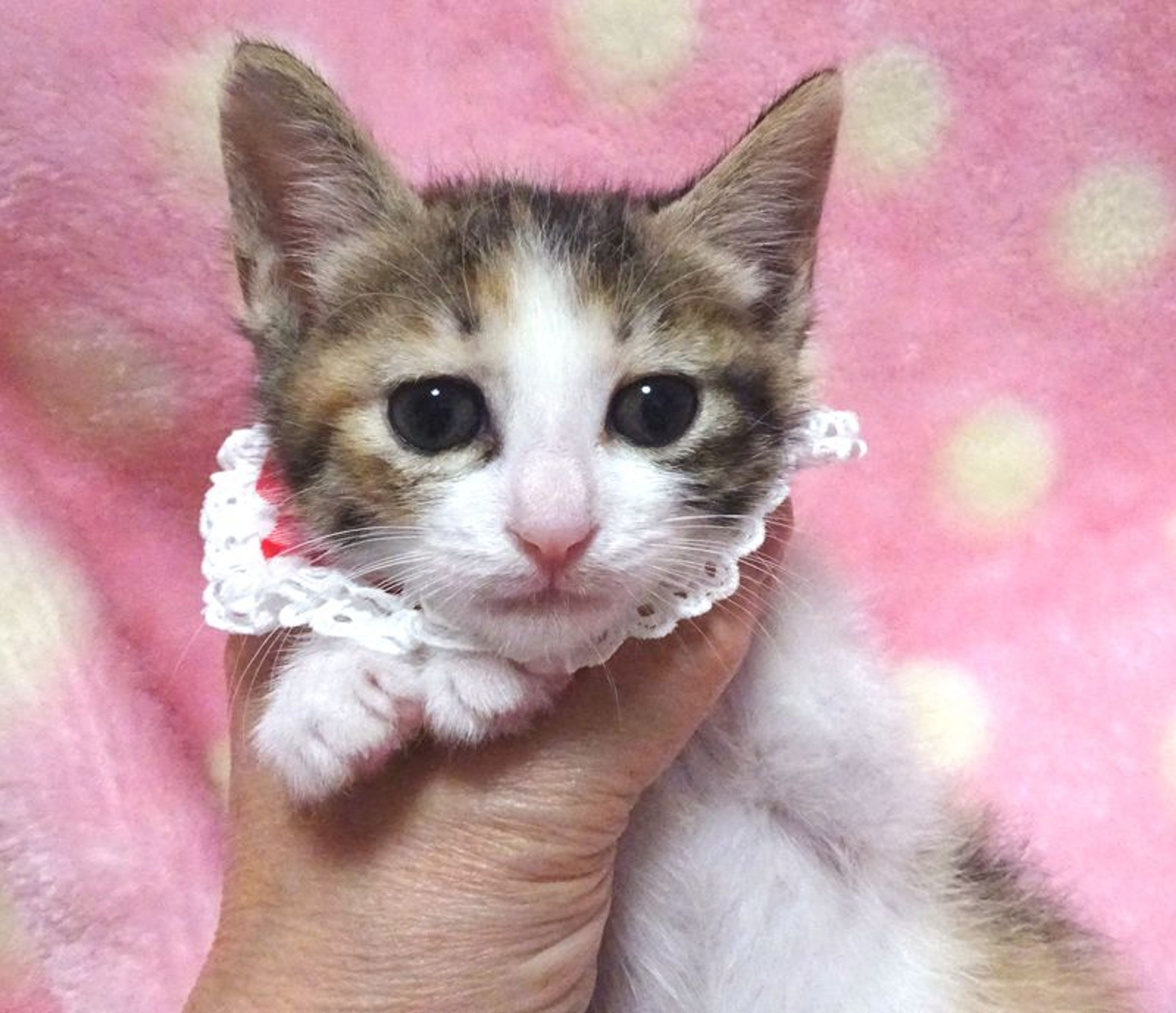 pet-image-2