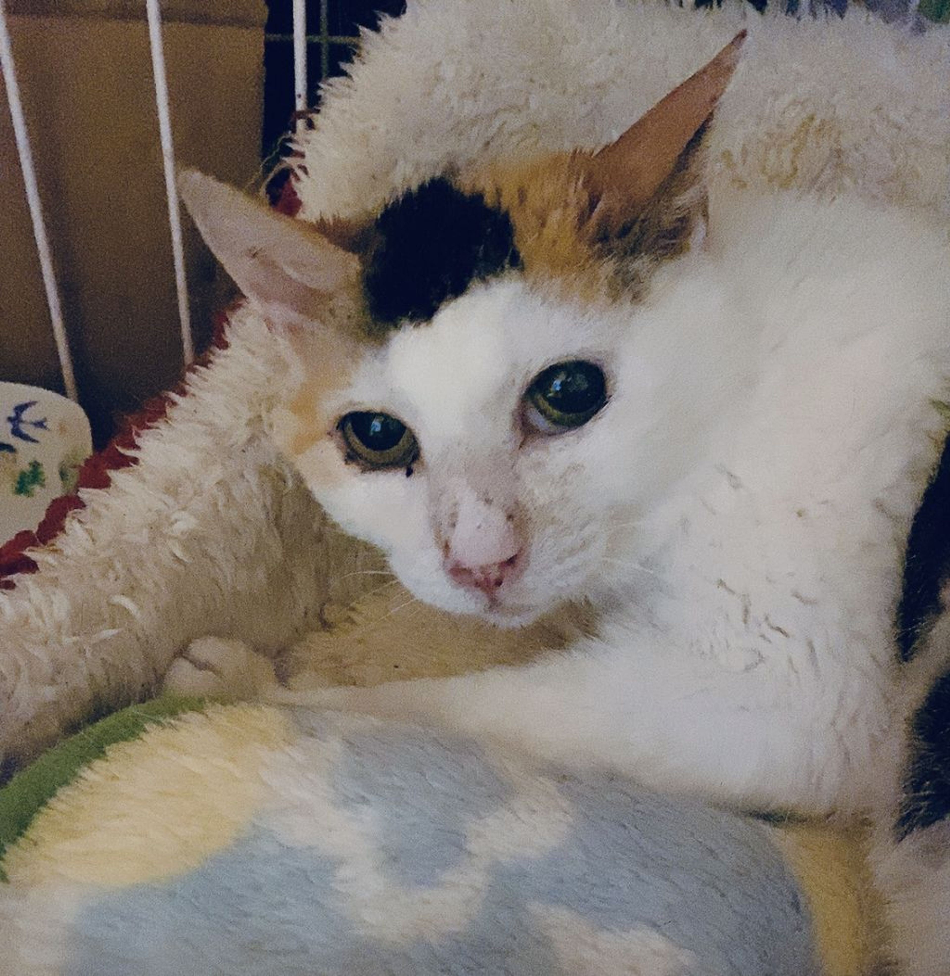 pet-image-3