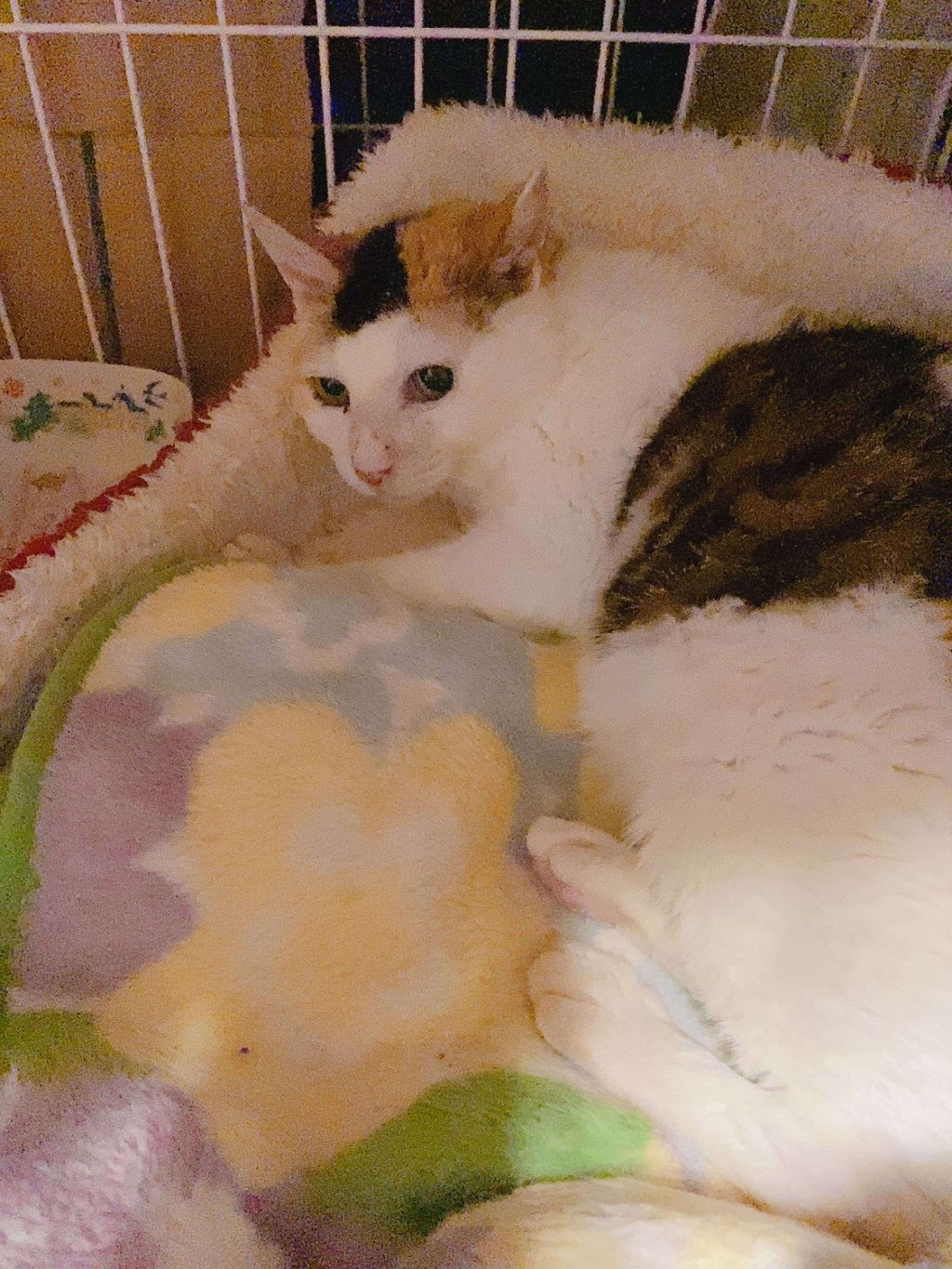 pet-image-4