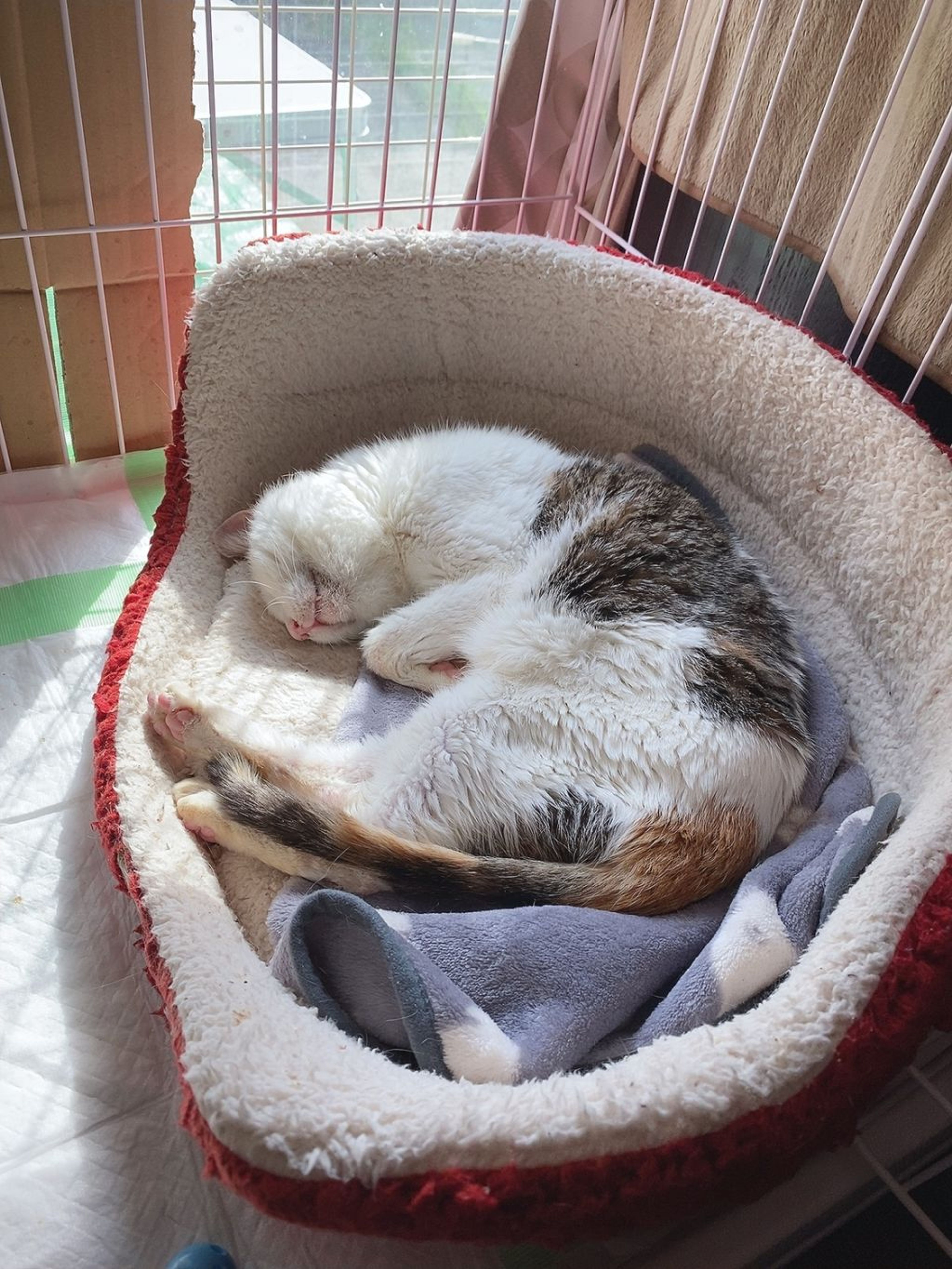 pet-image-5