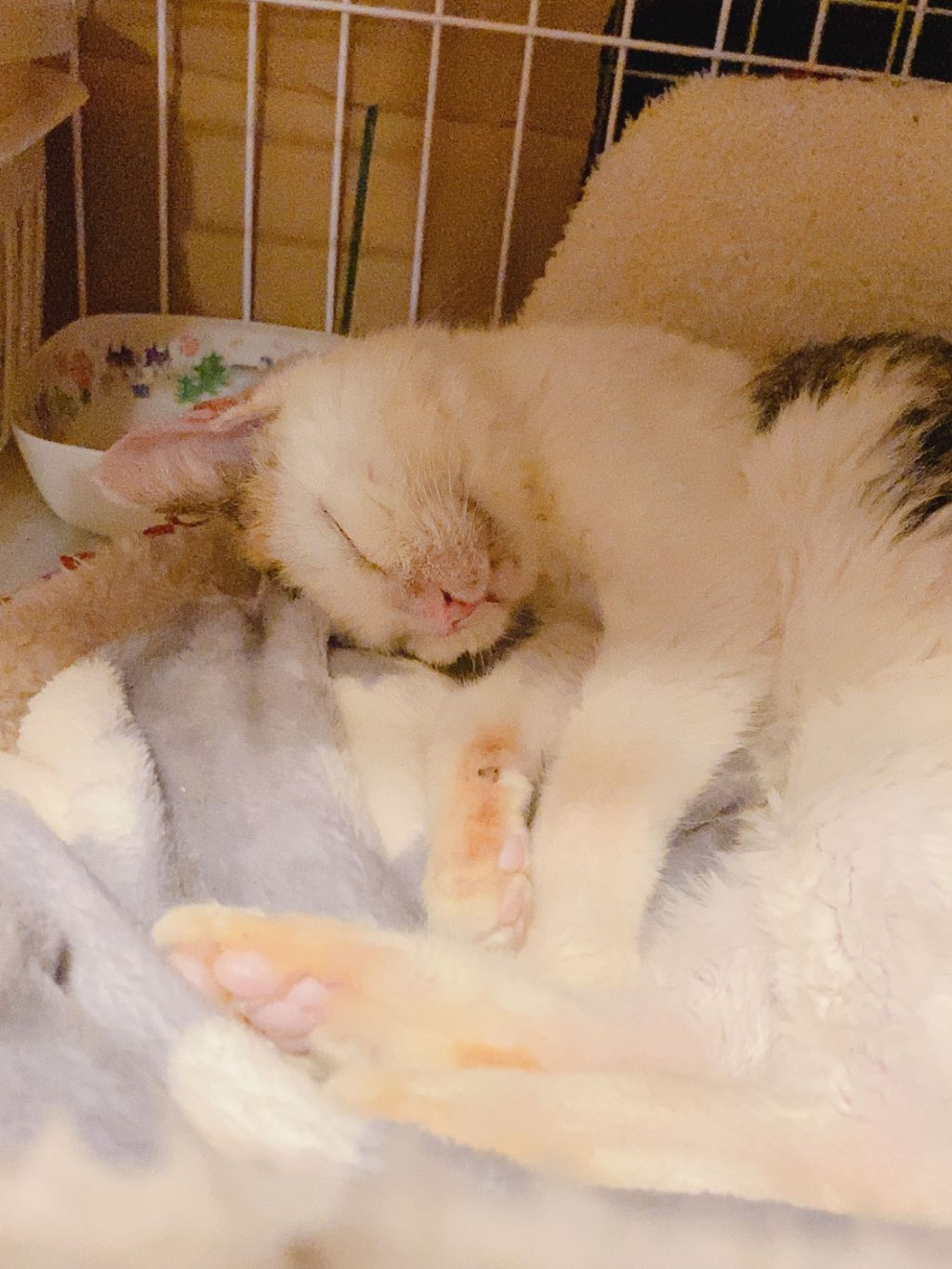 pet-image-7