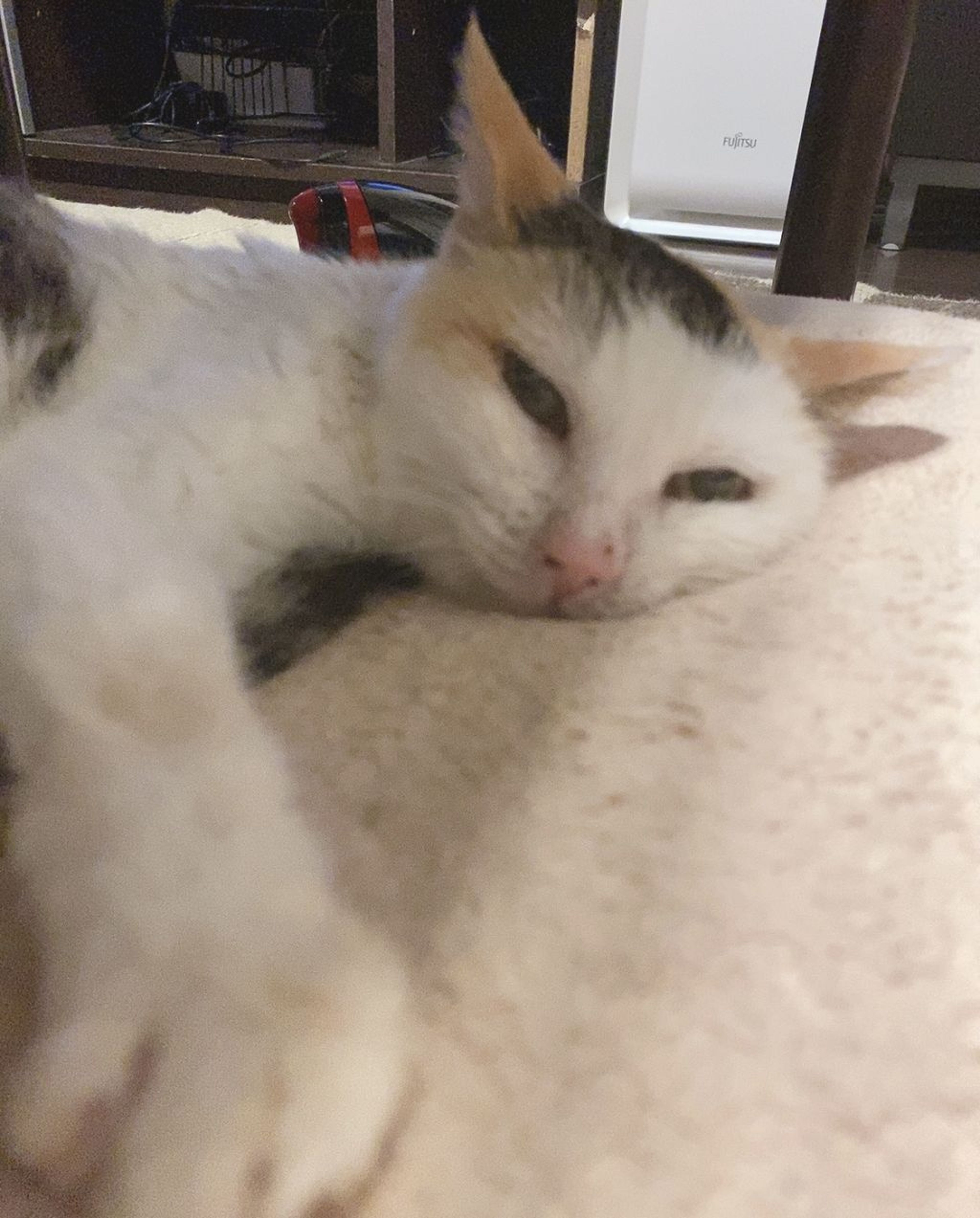 pet-image-9