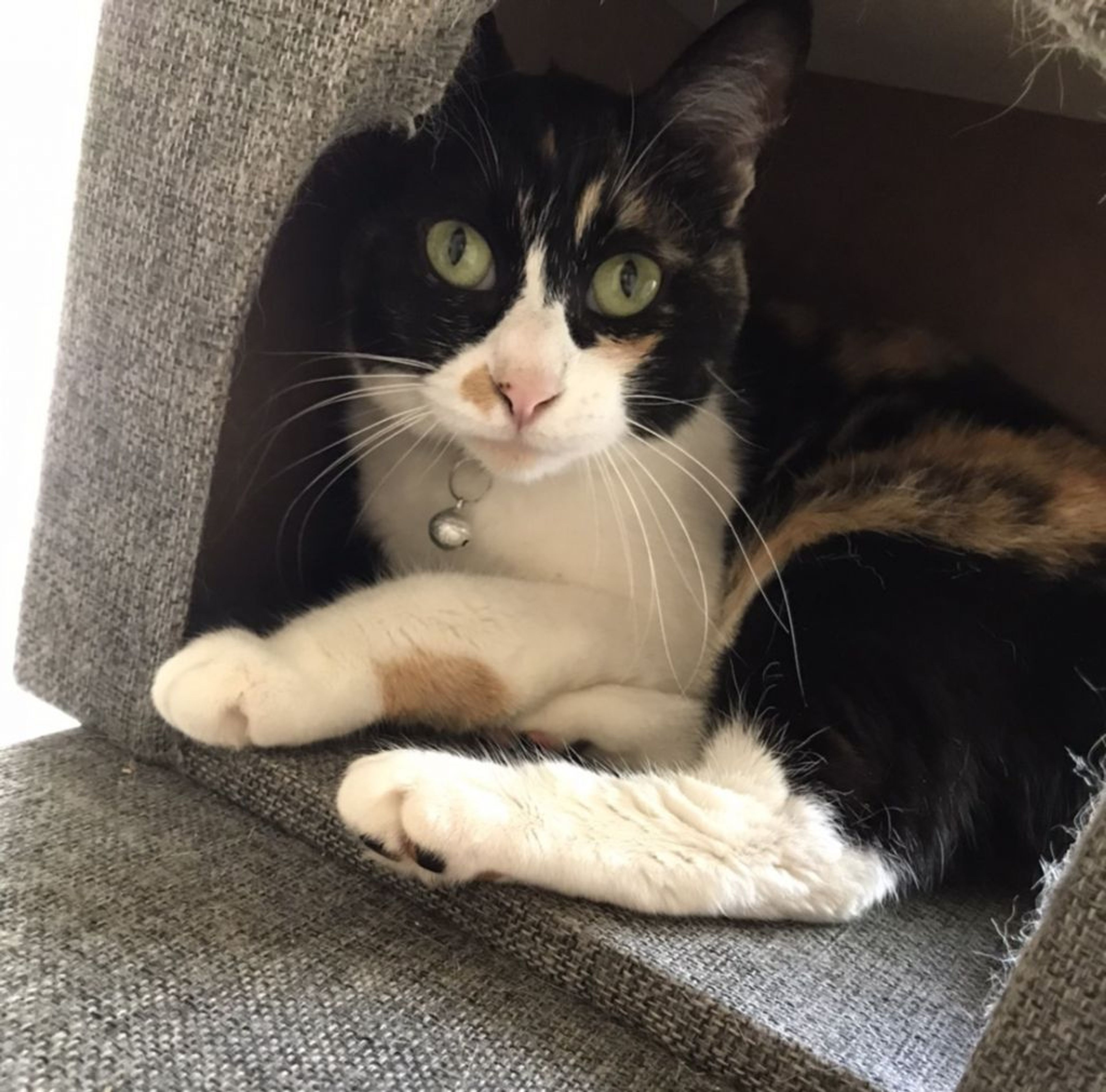 pet-image-4