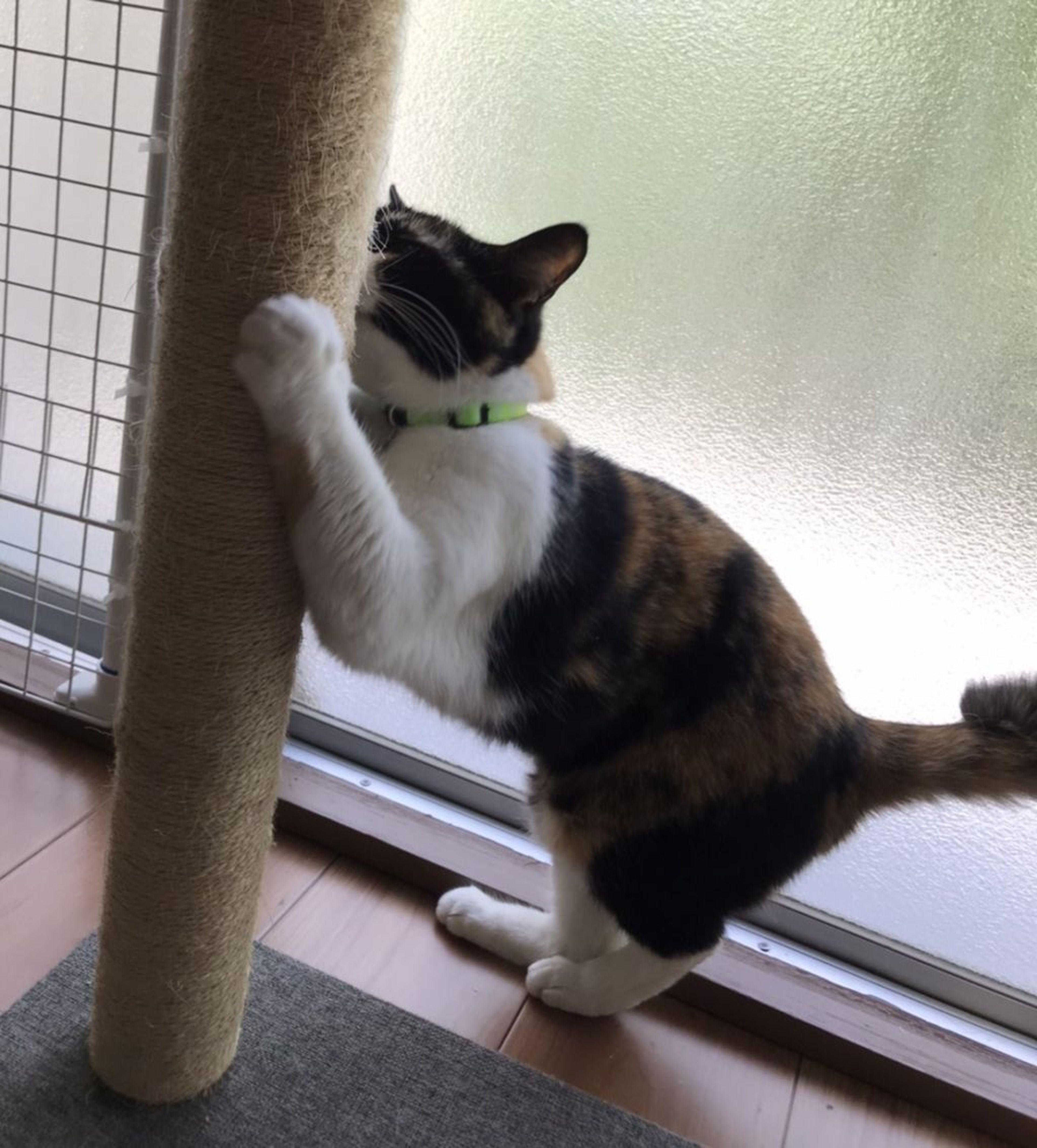 pet-image-6