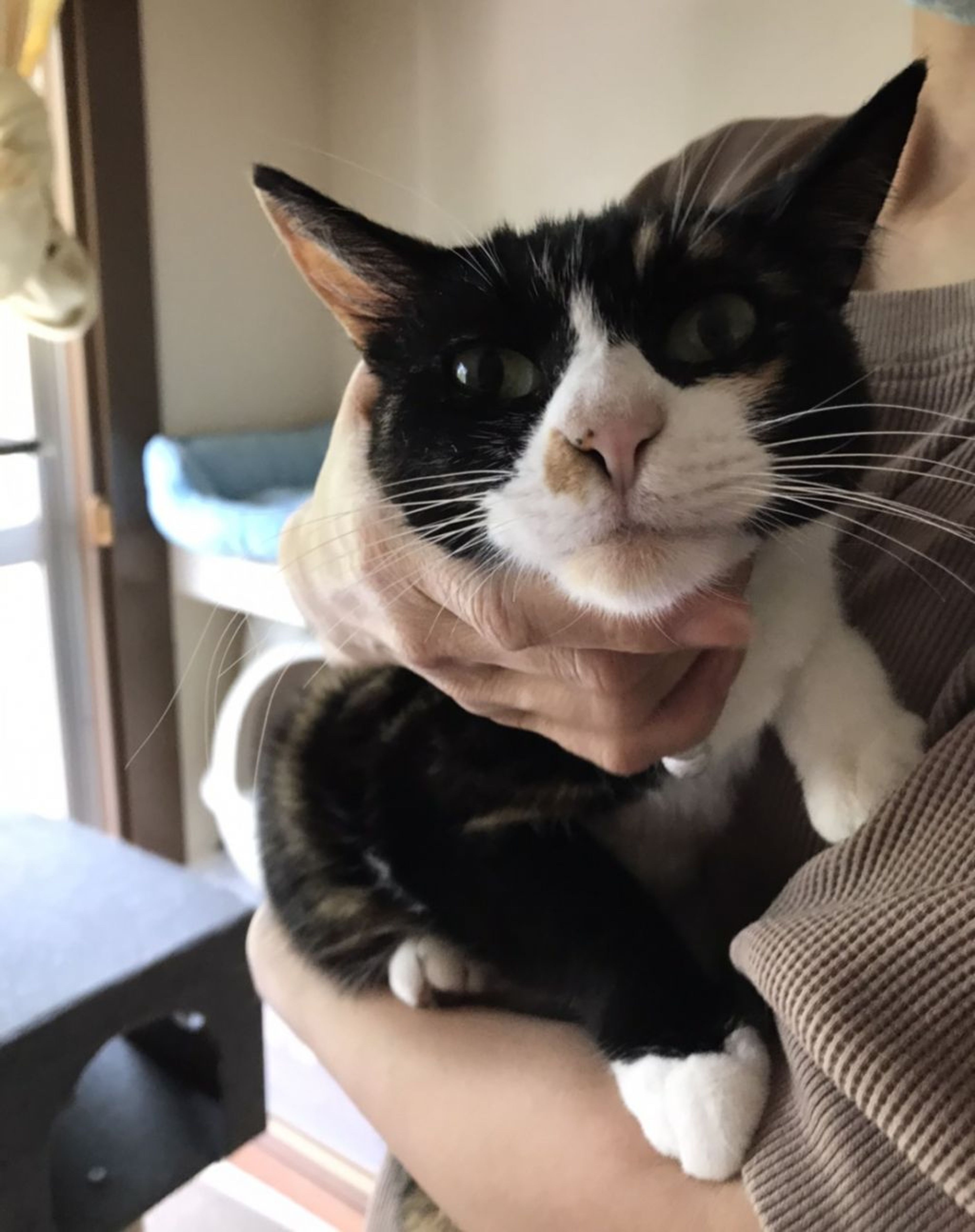 pet-image-8