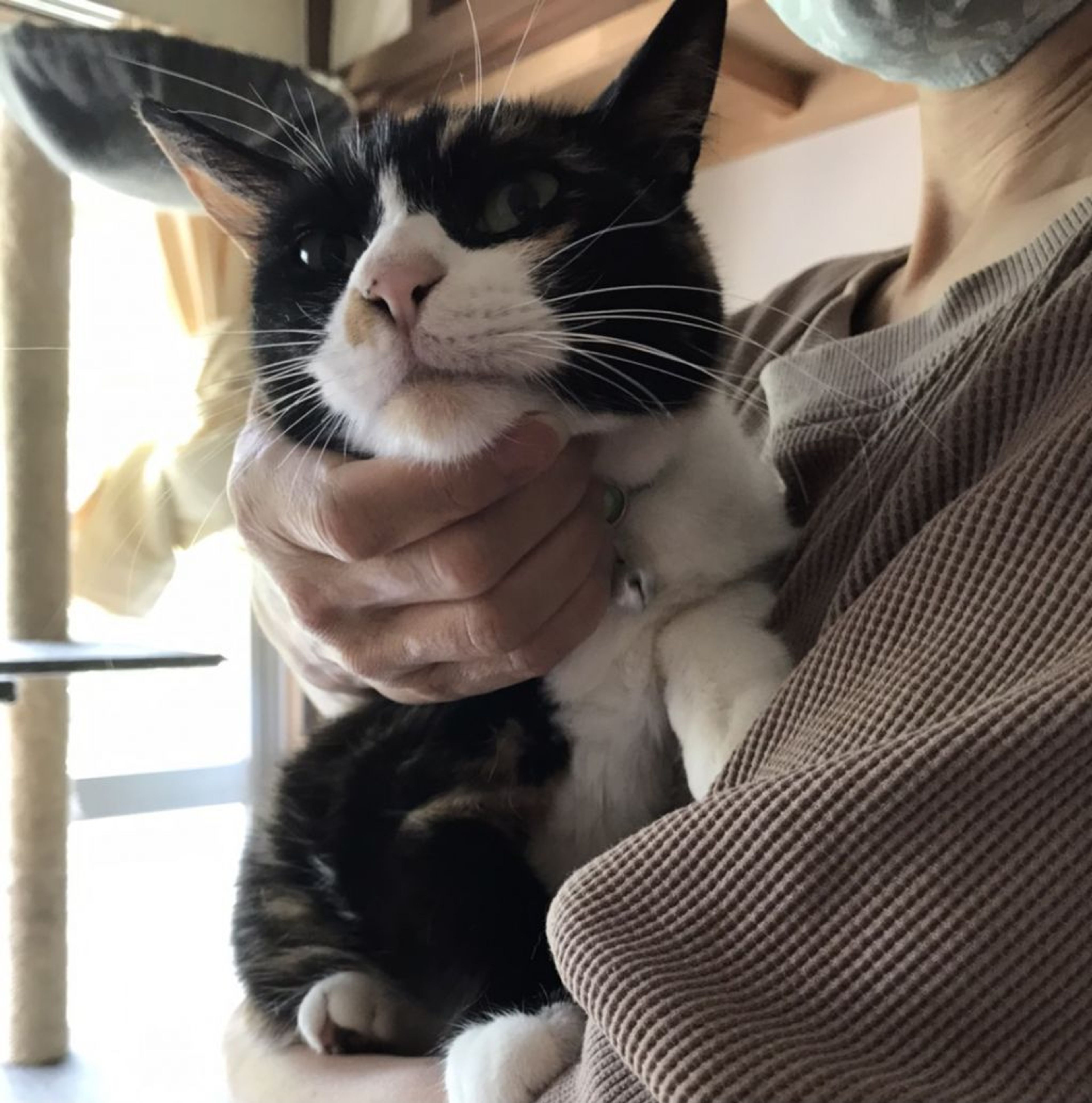 pet-image-9