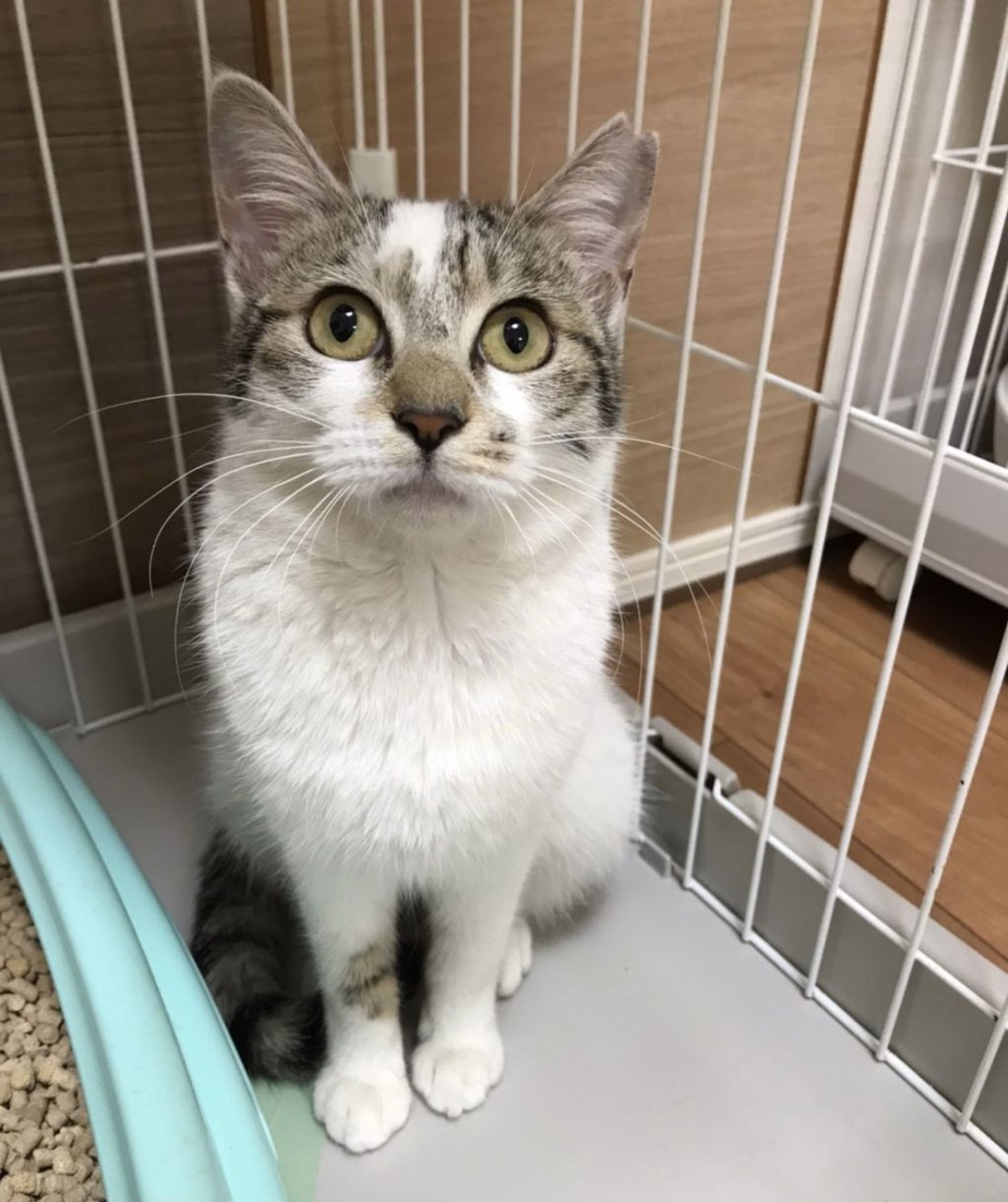 雑種（ミックス猫）・メスの里親募集の写真