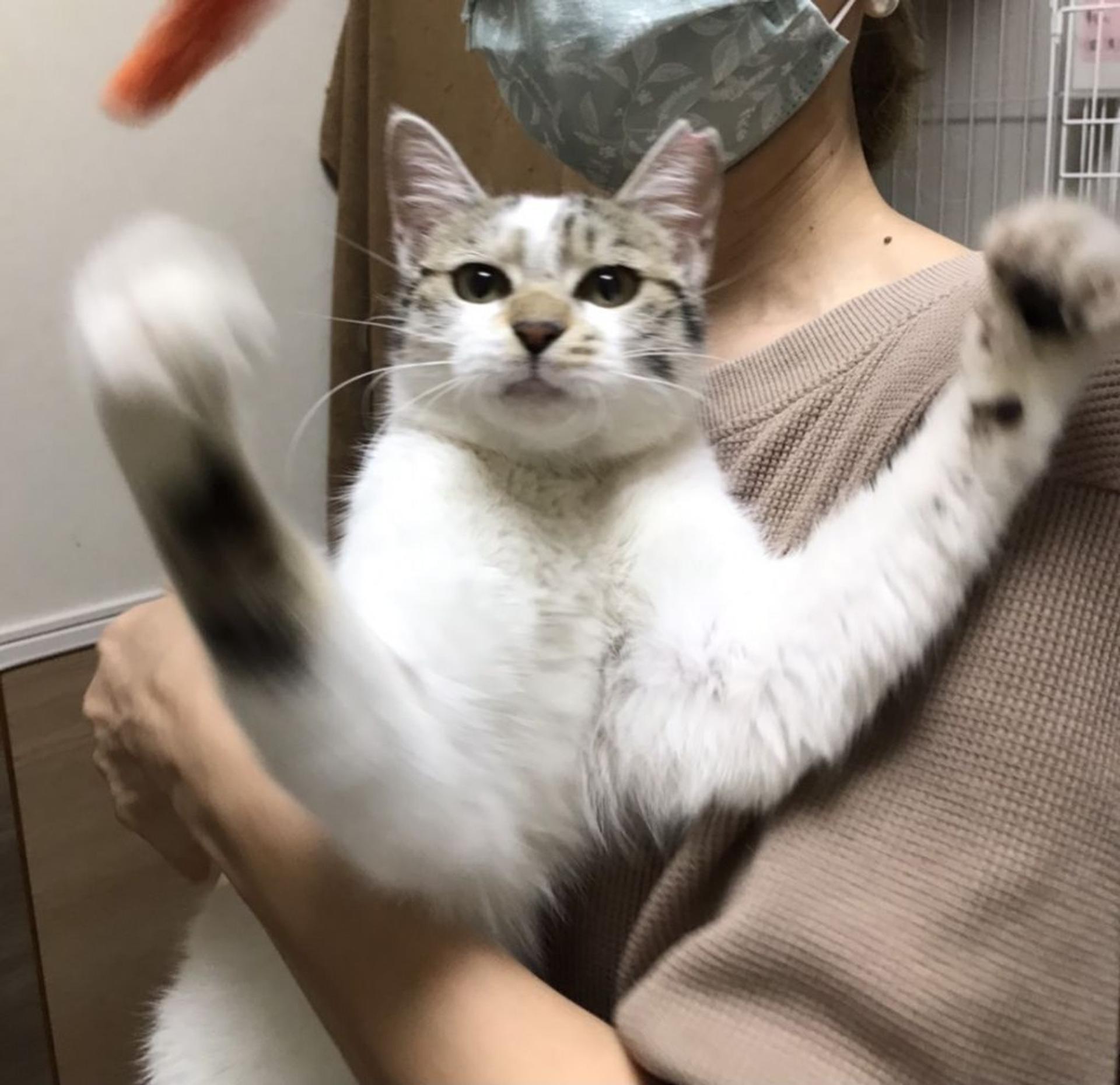 pet-image-2