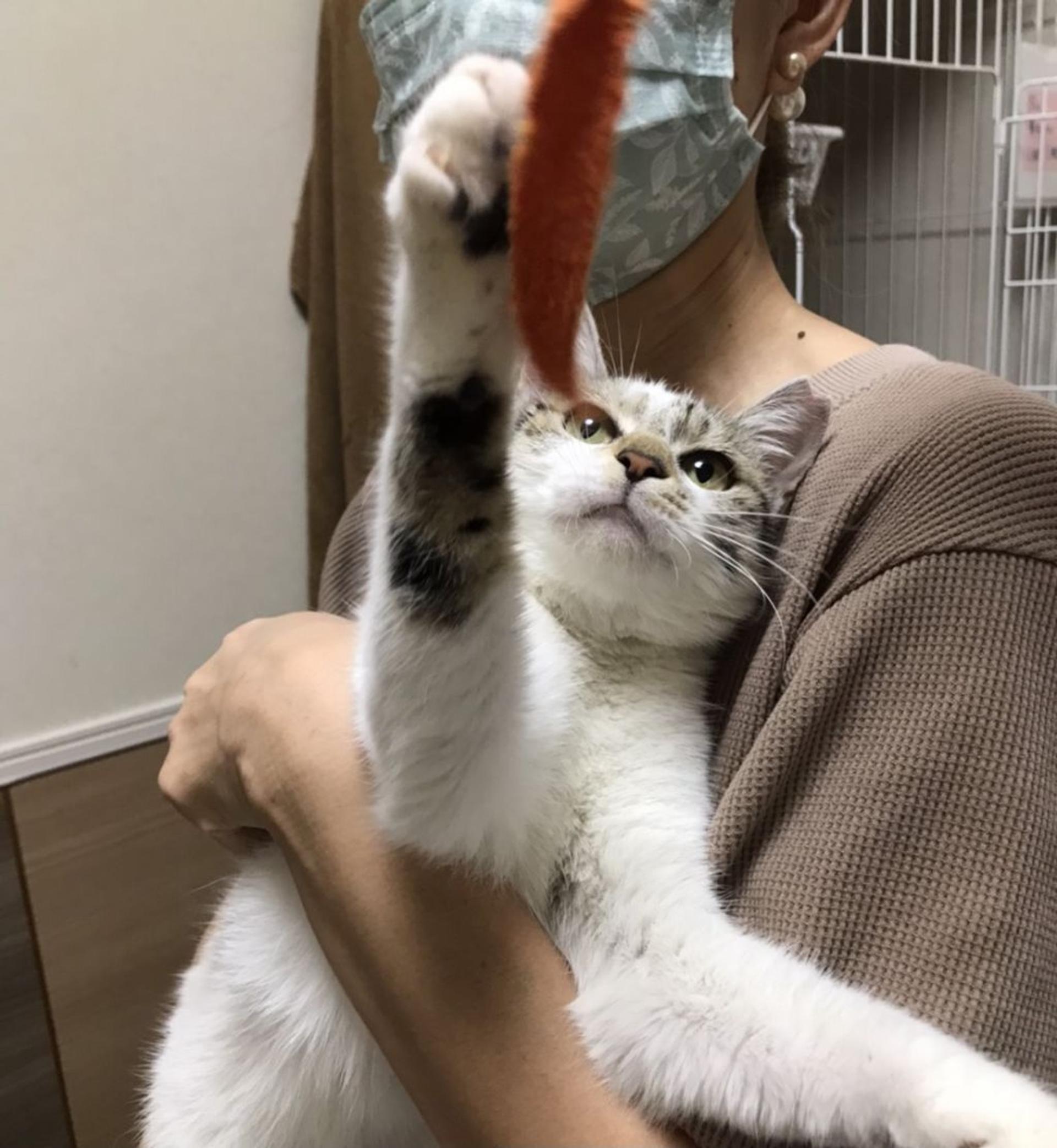 pet-image-6