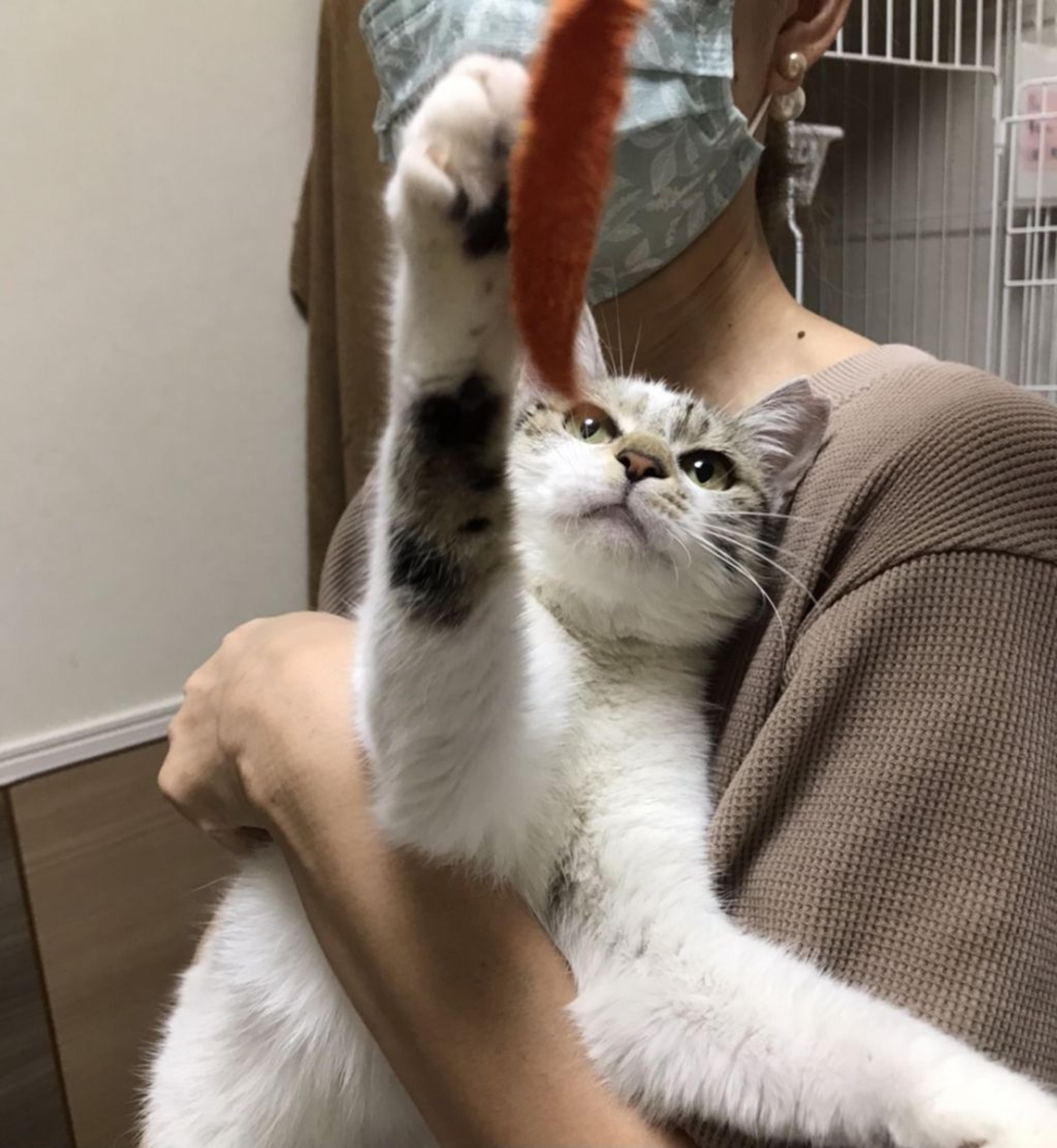 pet-image-6