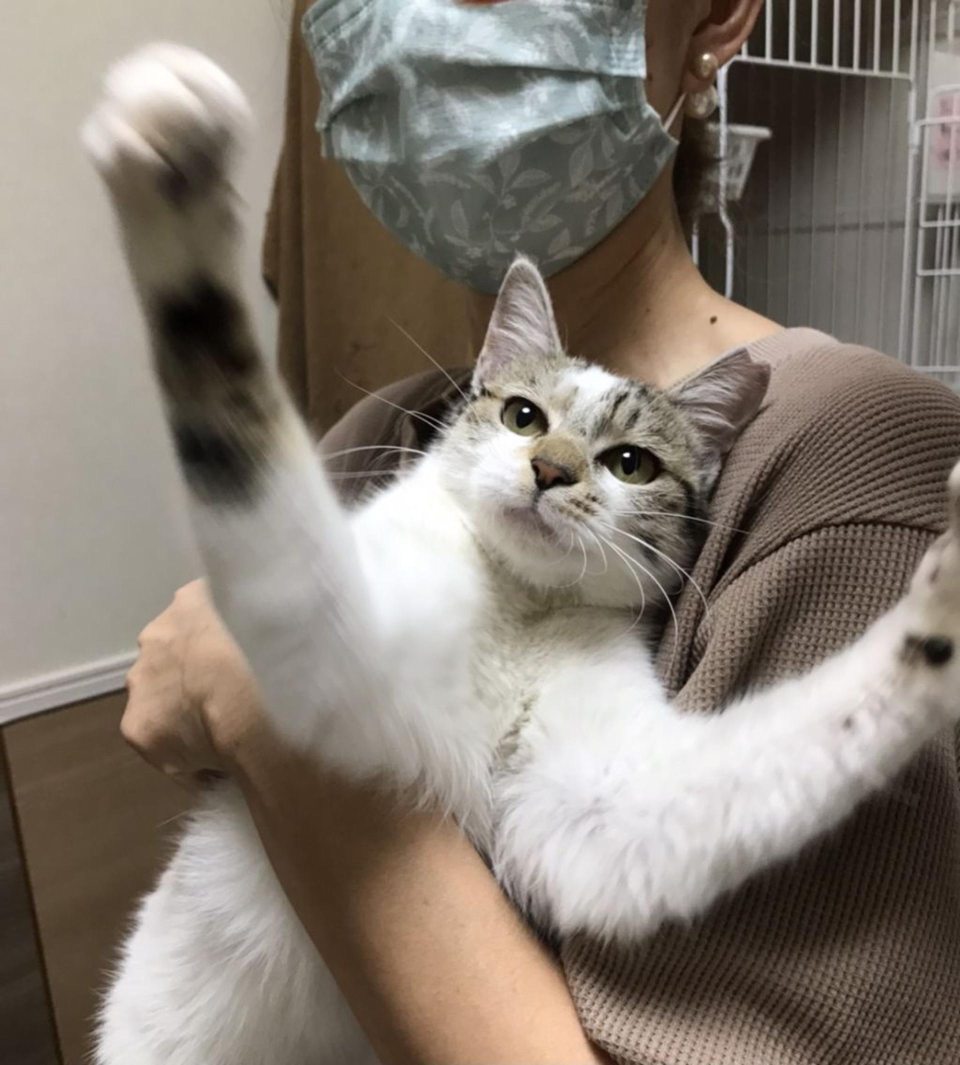pet-image-7