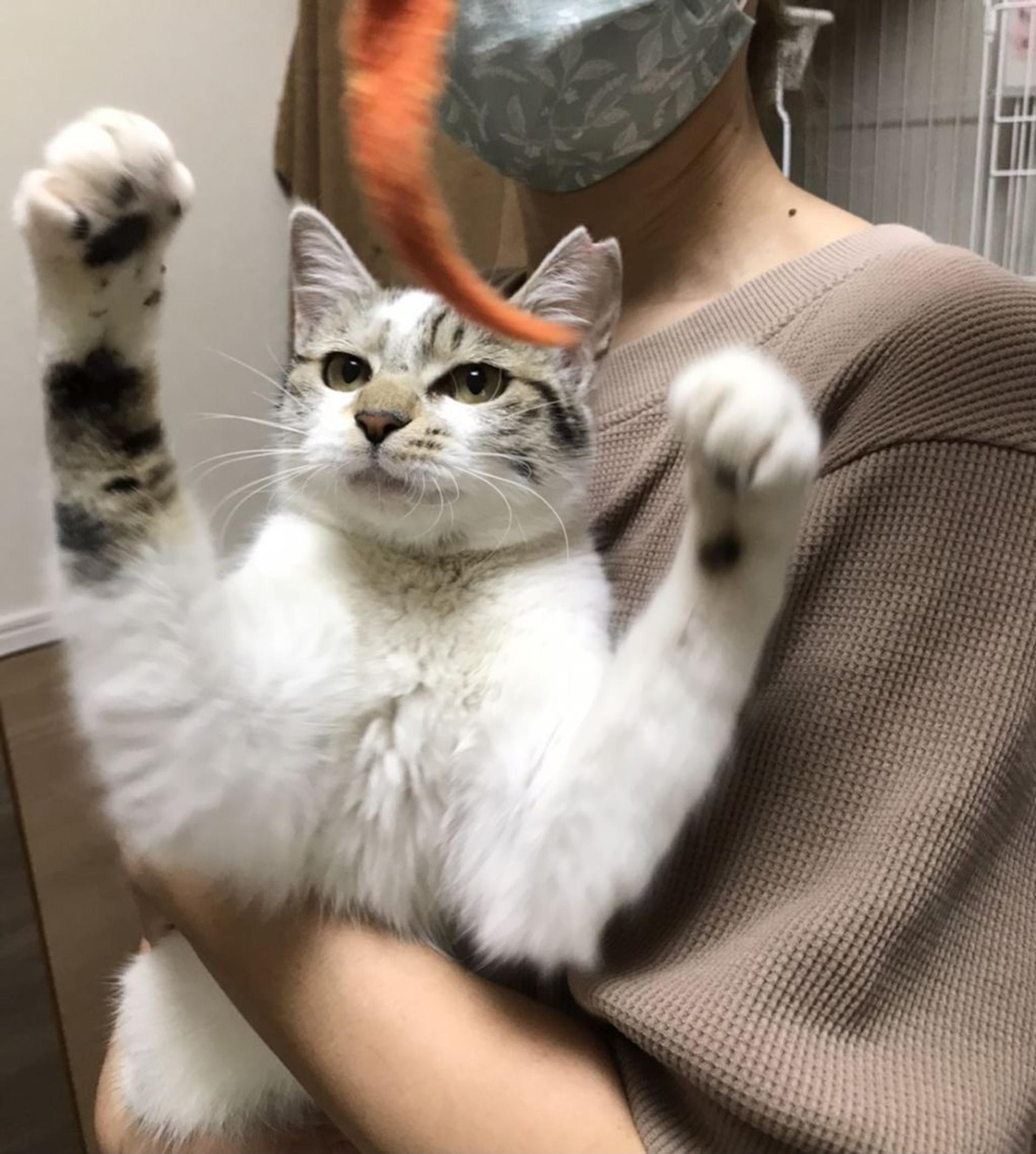 pet-image-8