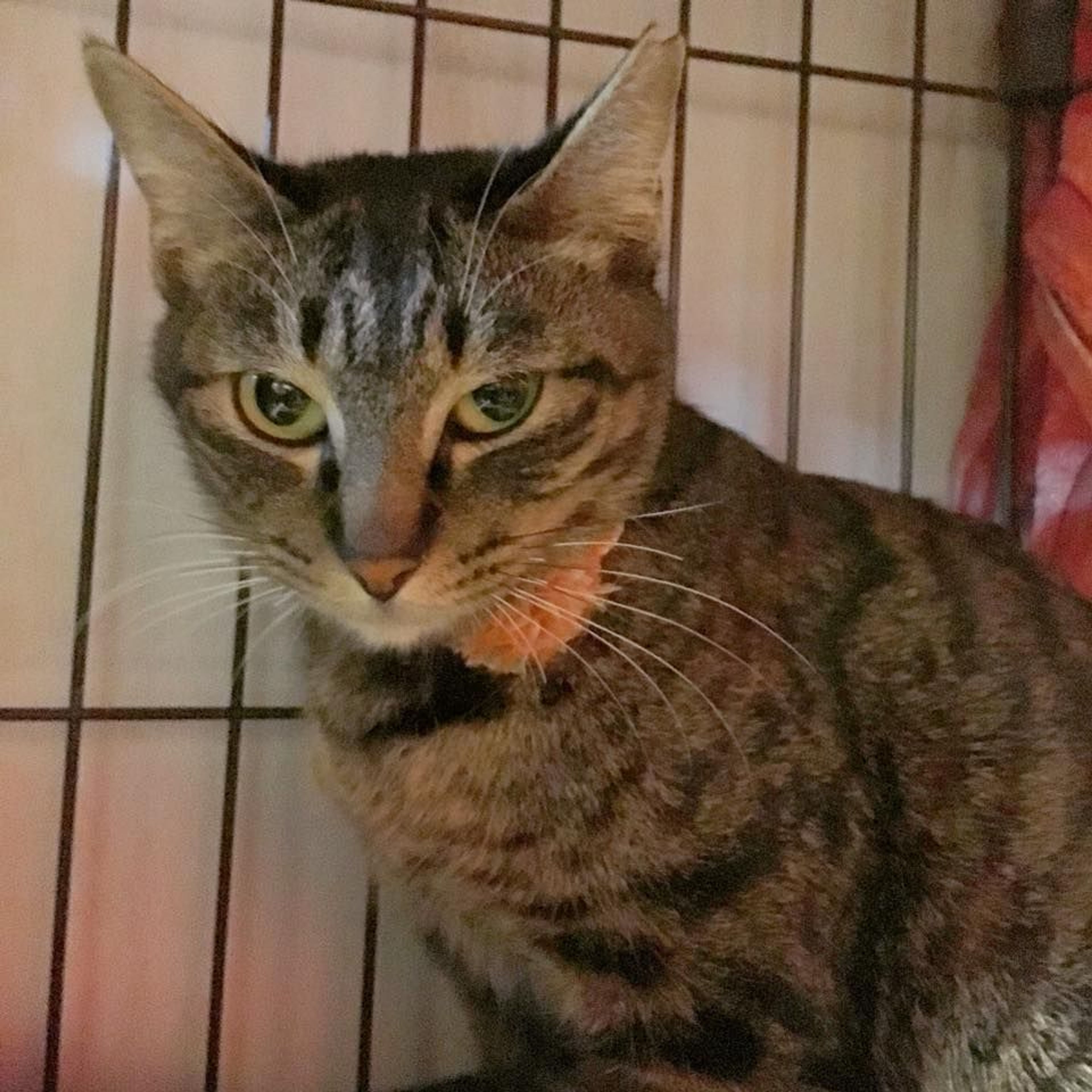 雑種（ミックス猫）・メスの里親募集の写真