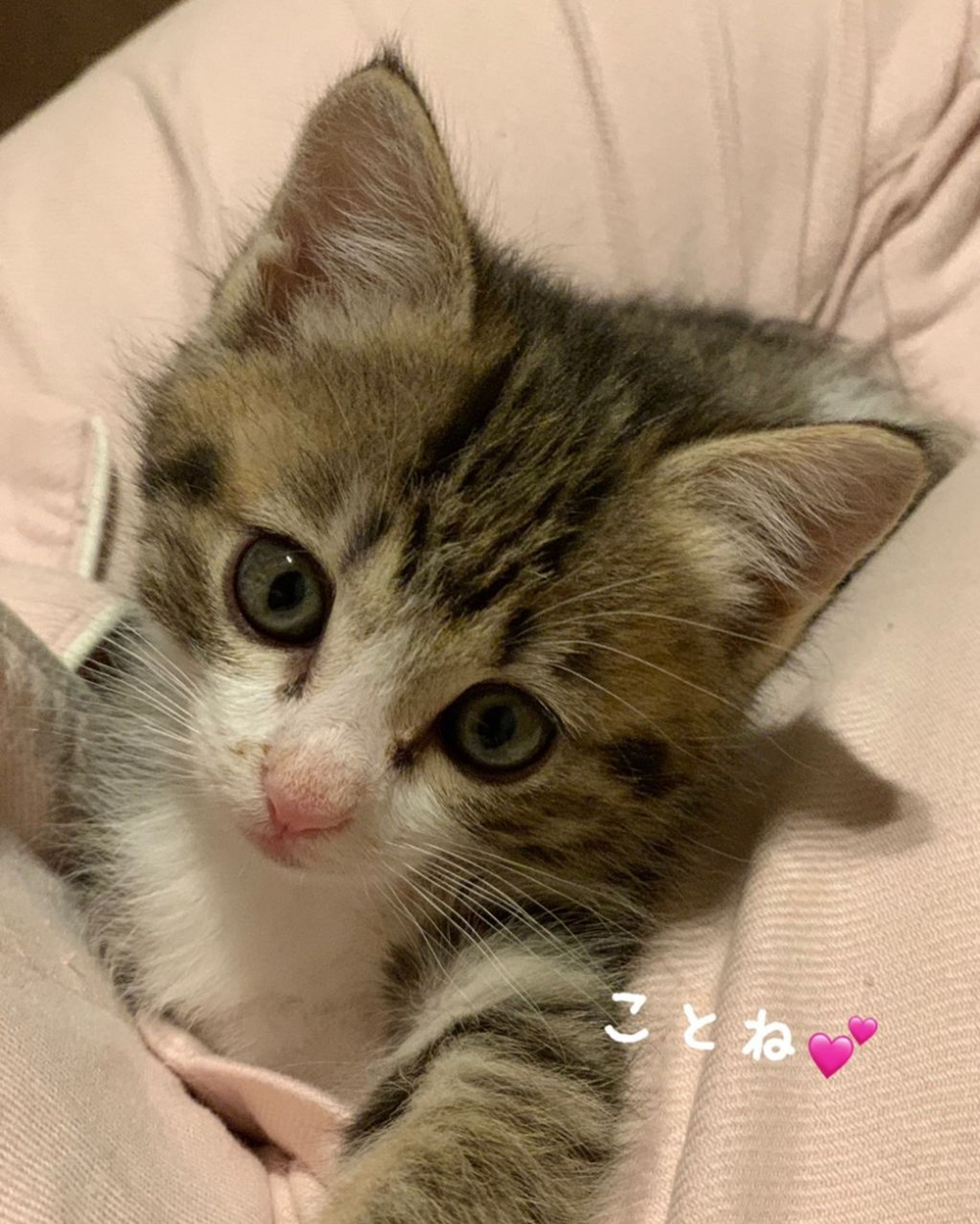 pet-image-2