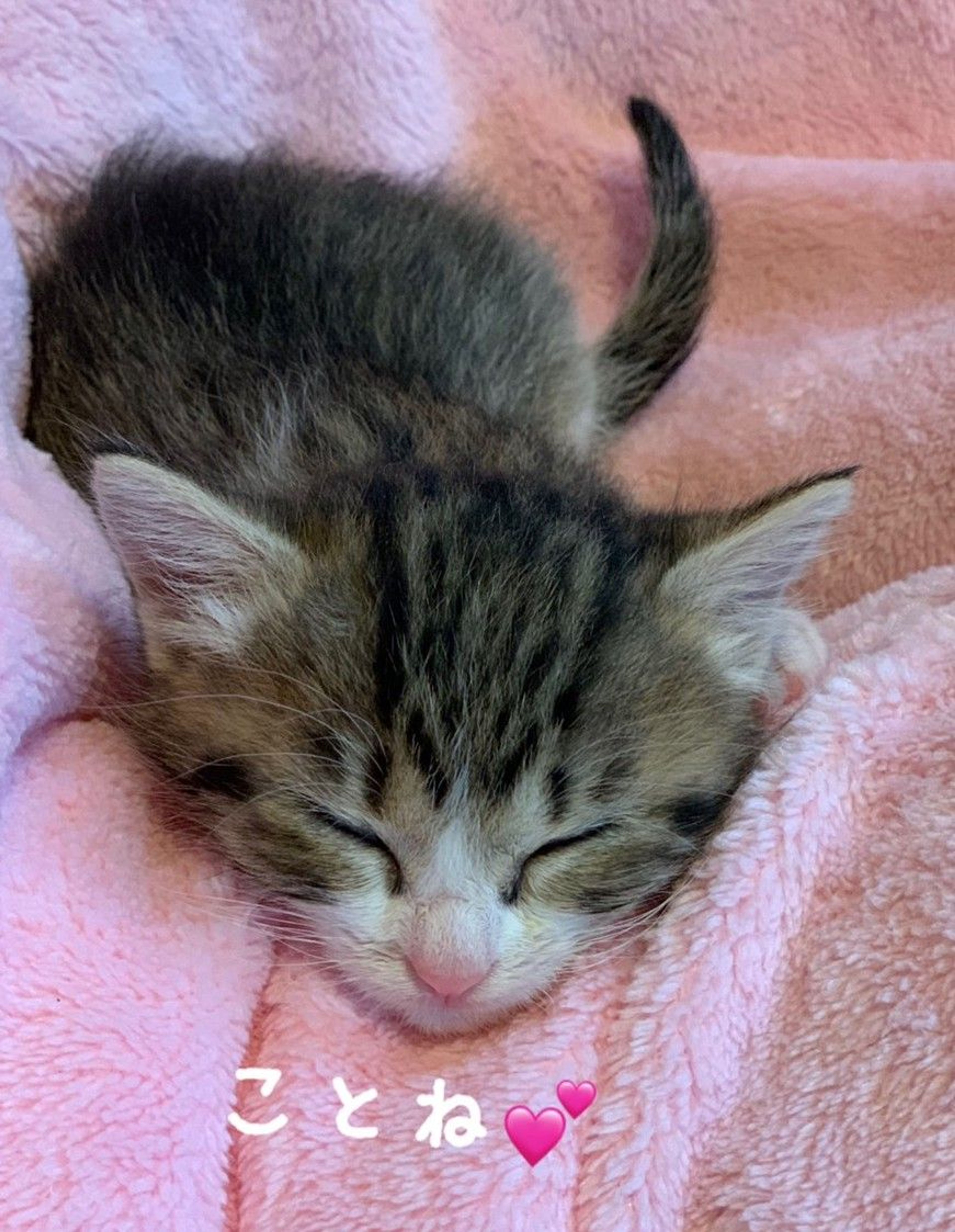 pet-image-3