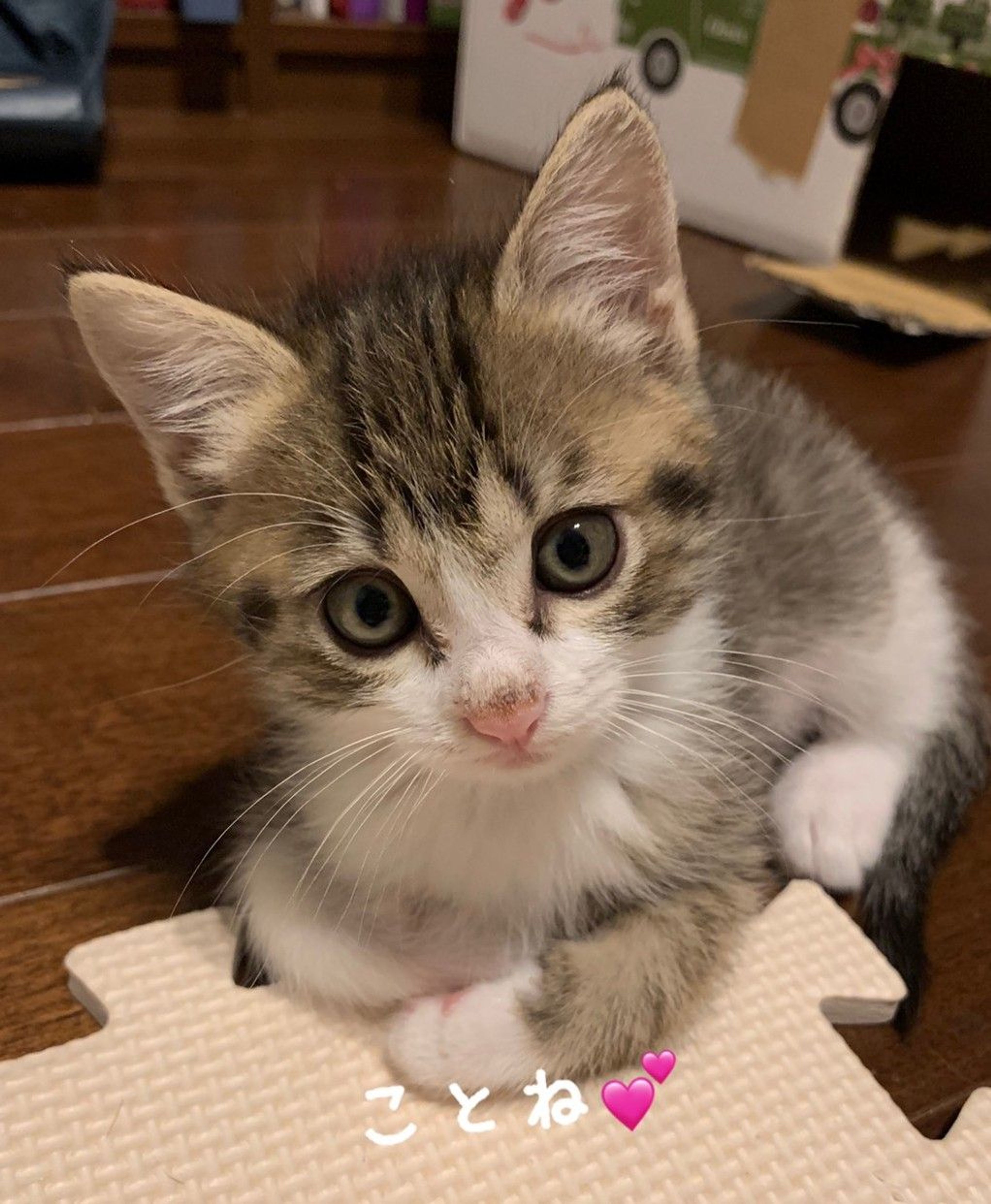 pet-image-4