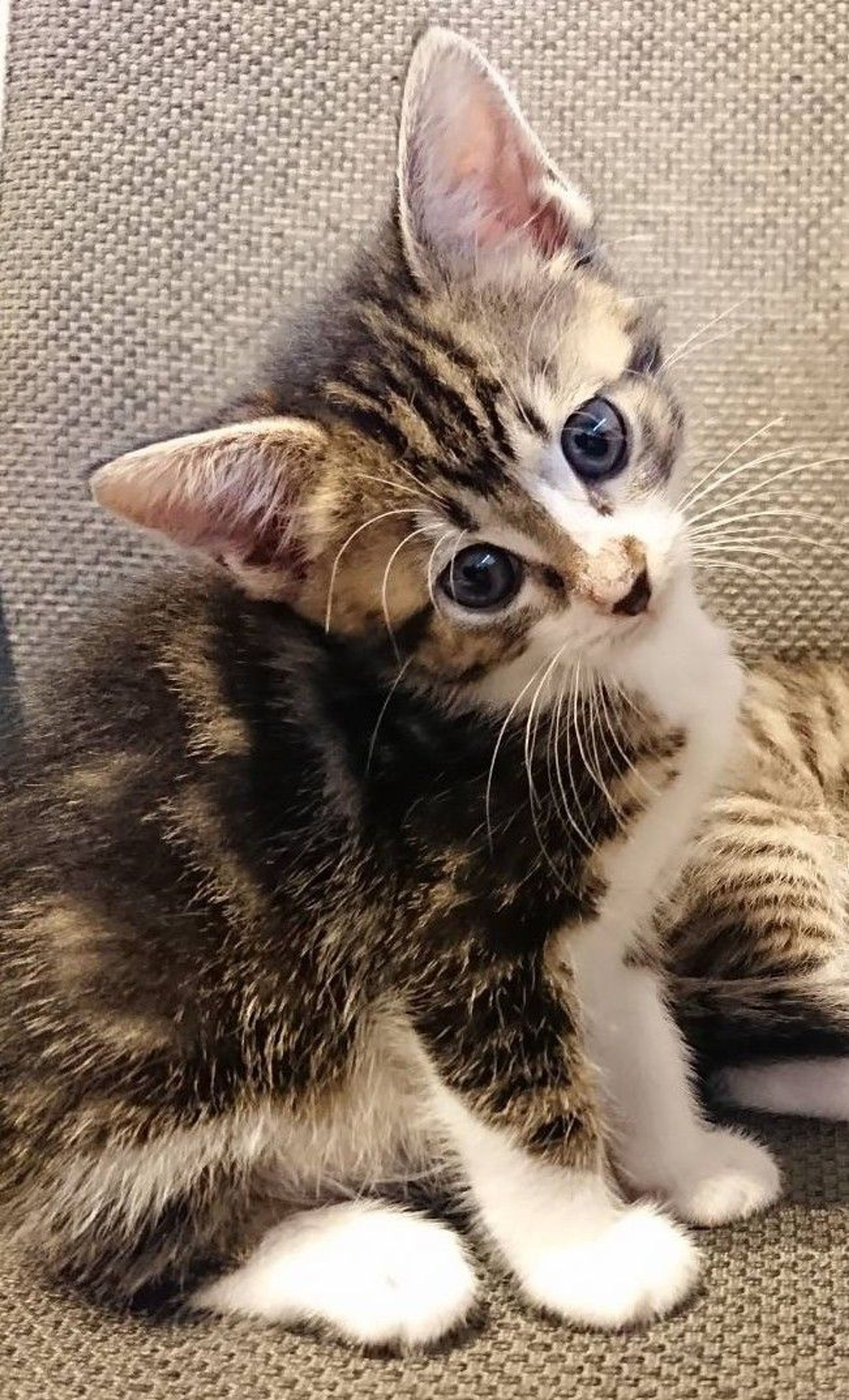 雑種（ミックス猫）・メスの里親募集の写真