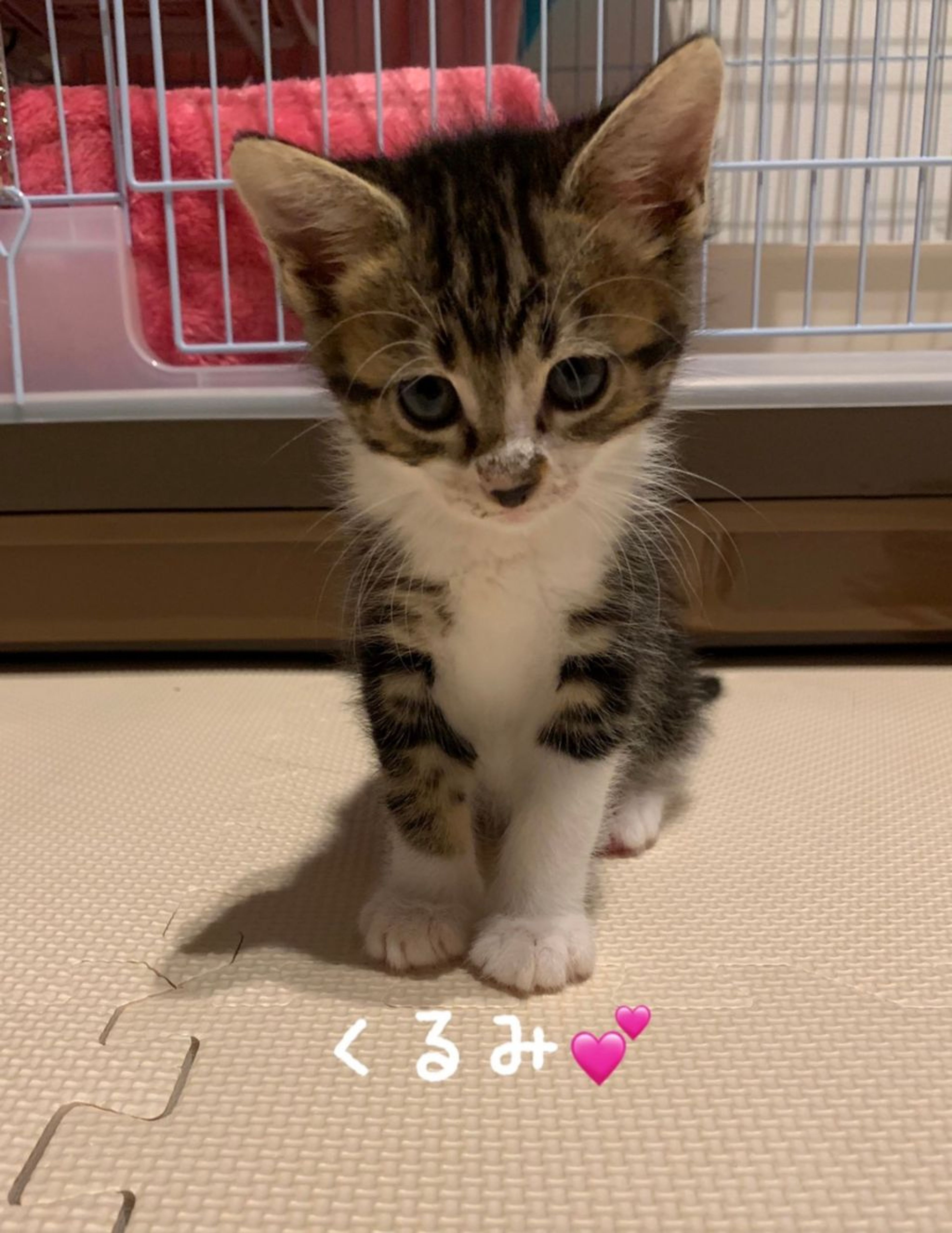 pet-image-2