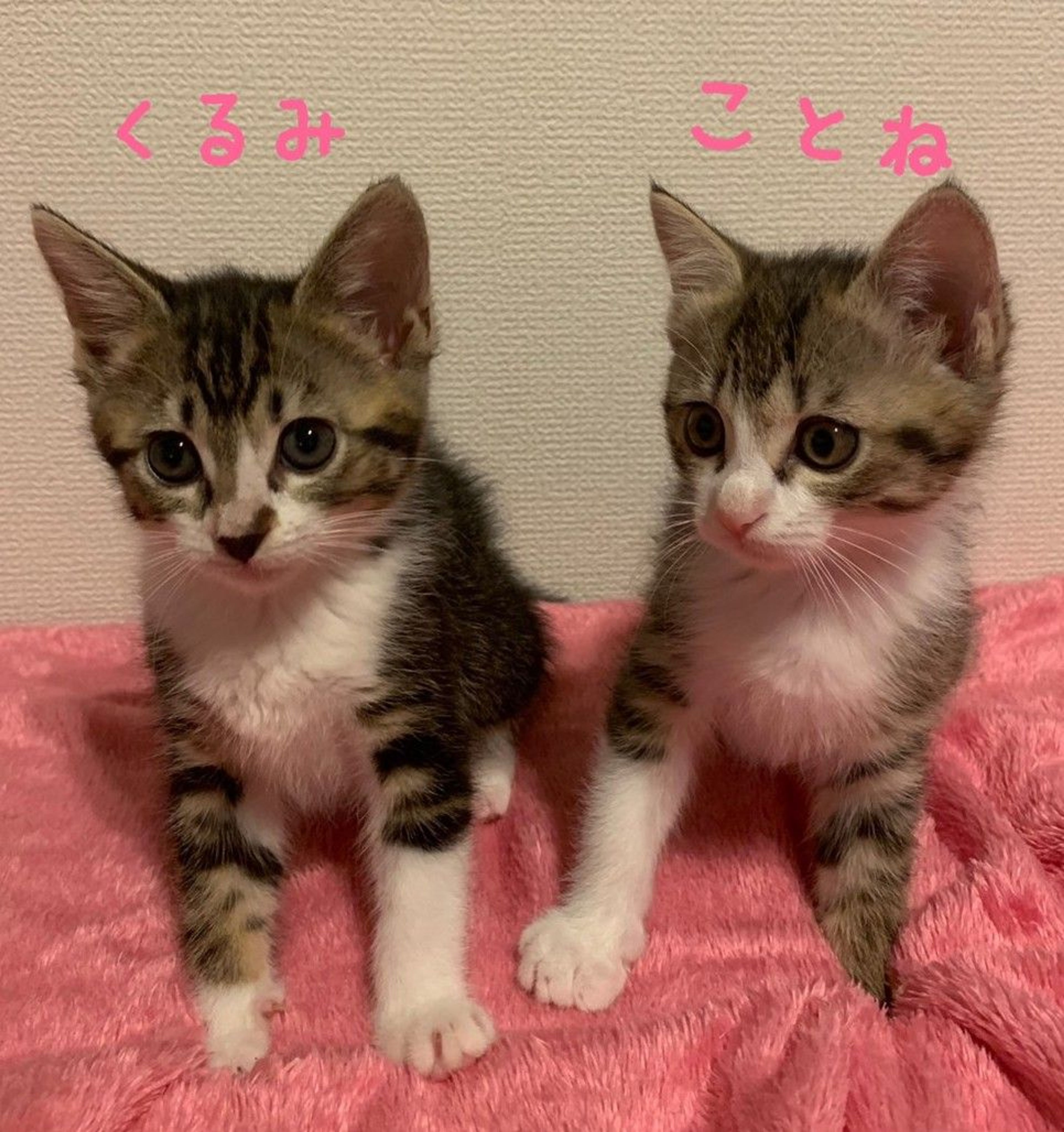 pet-image-4