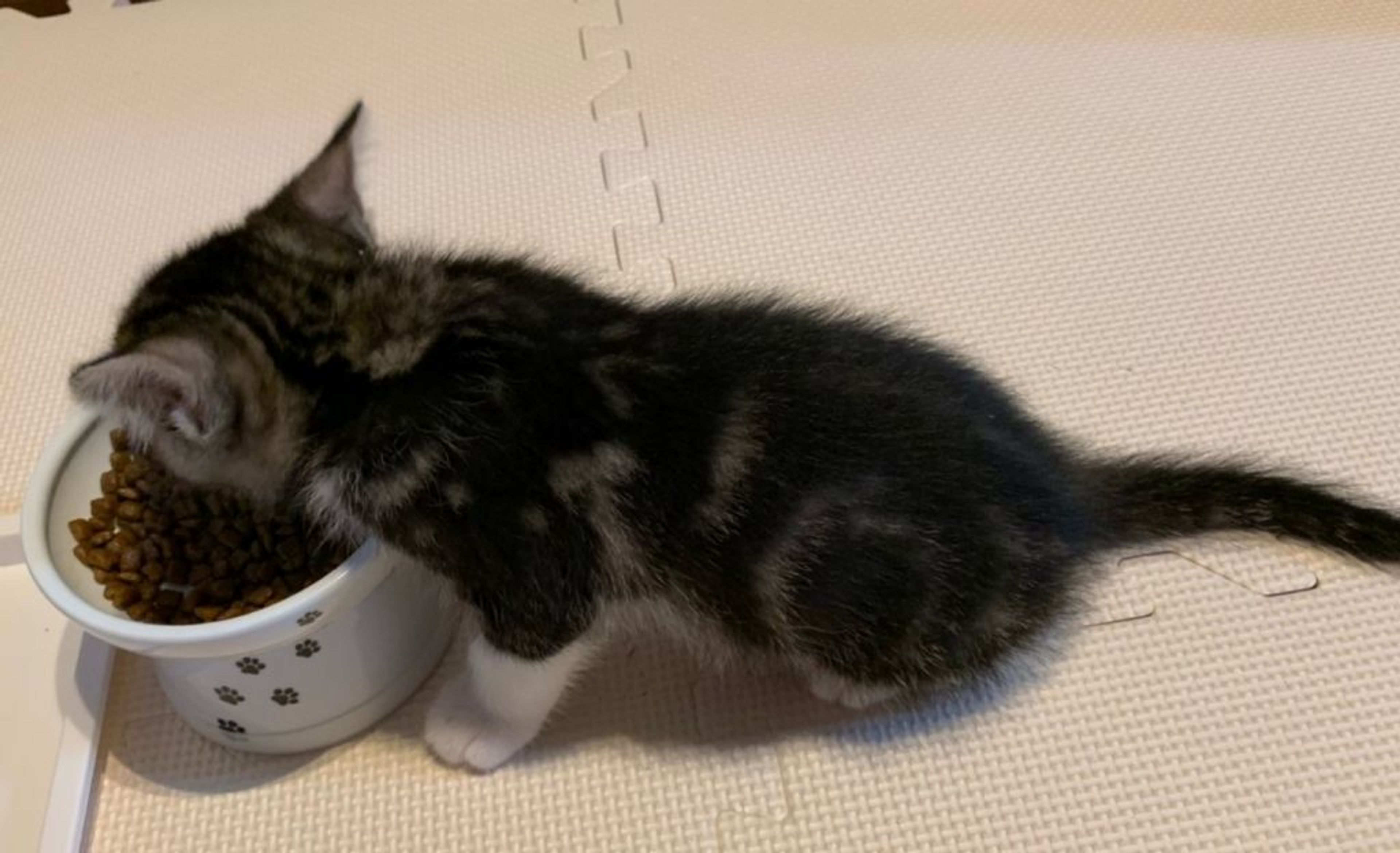 pet-image-5