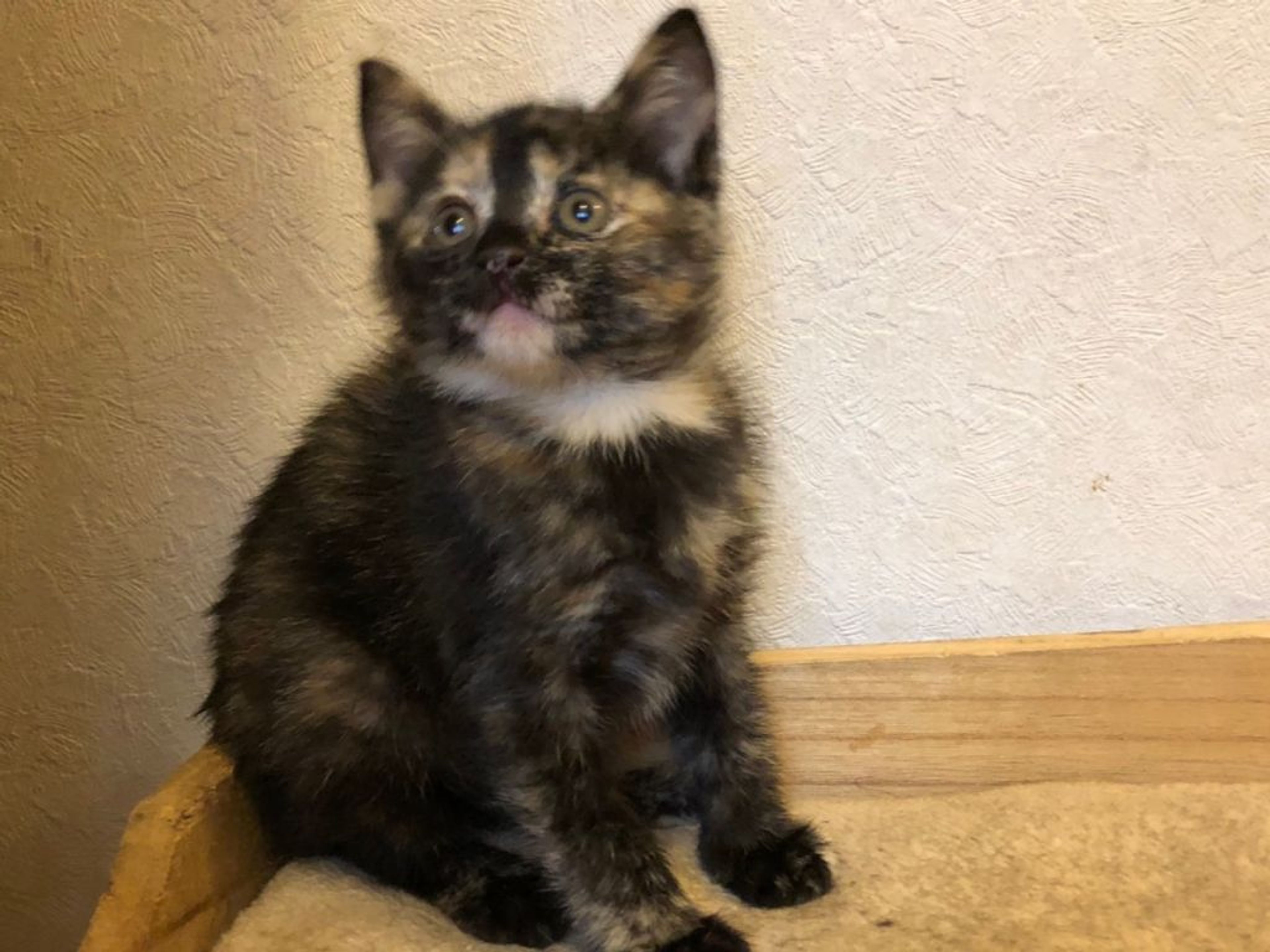 雑種（ミックス猫）・メスの里親募集の写真