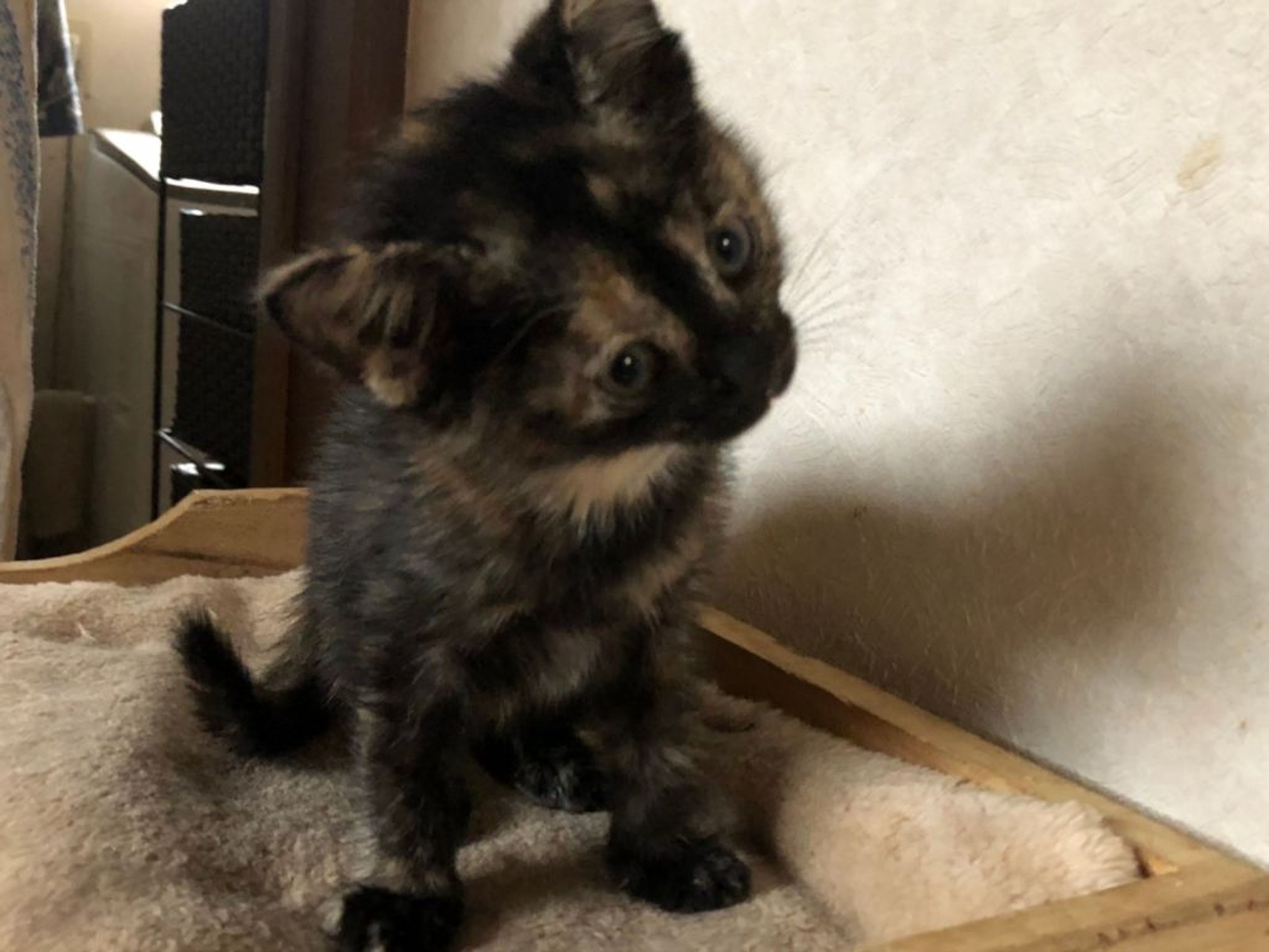 pet-image-2