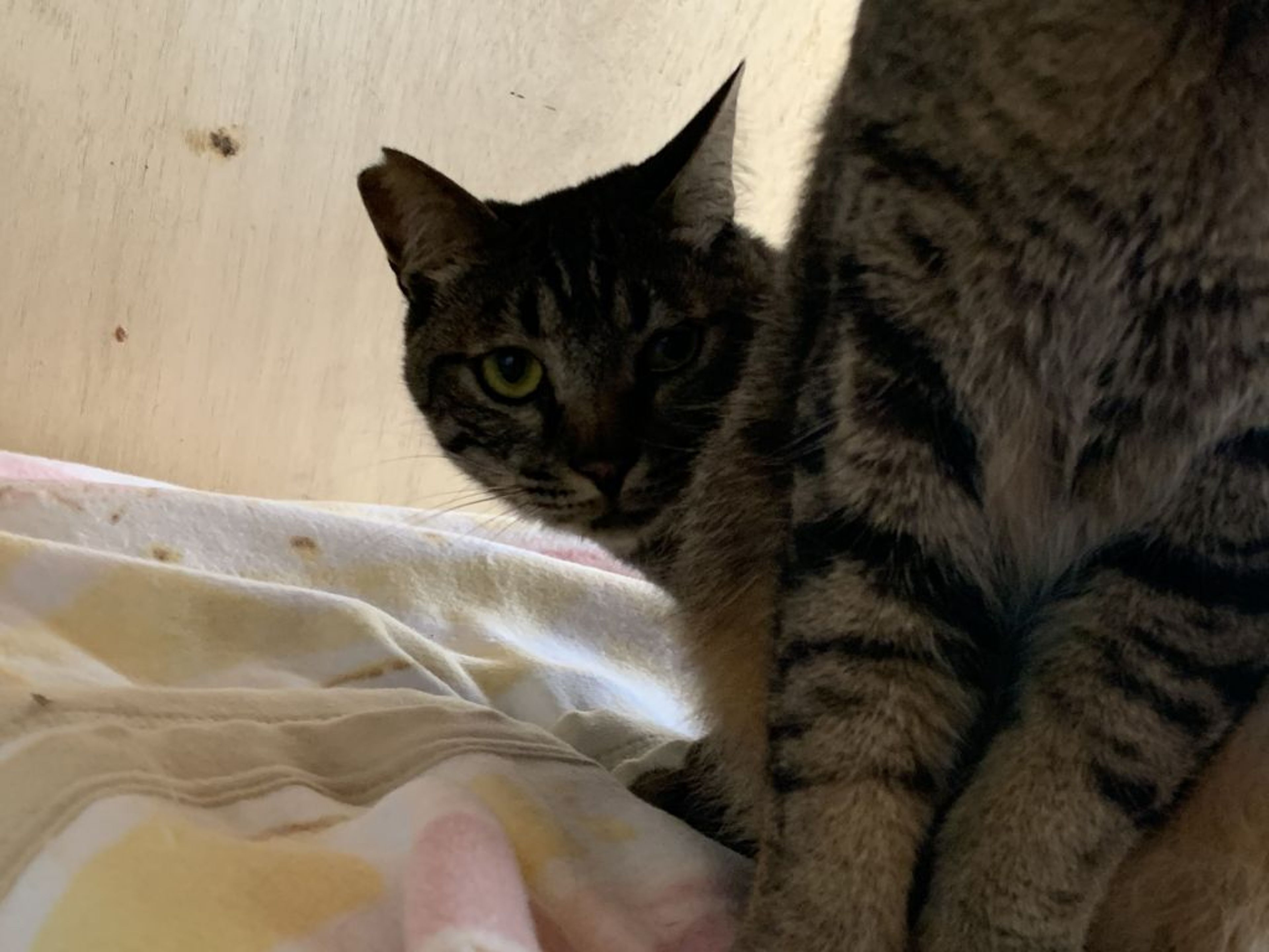 雑種（ミックス猫）・オスの里親募集の写真