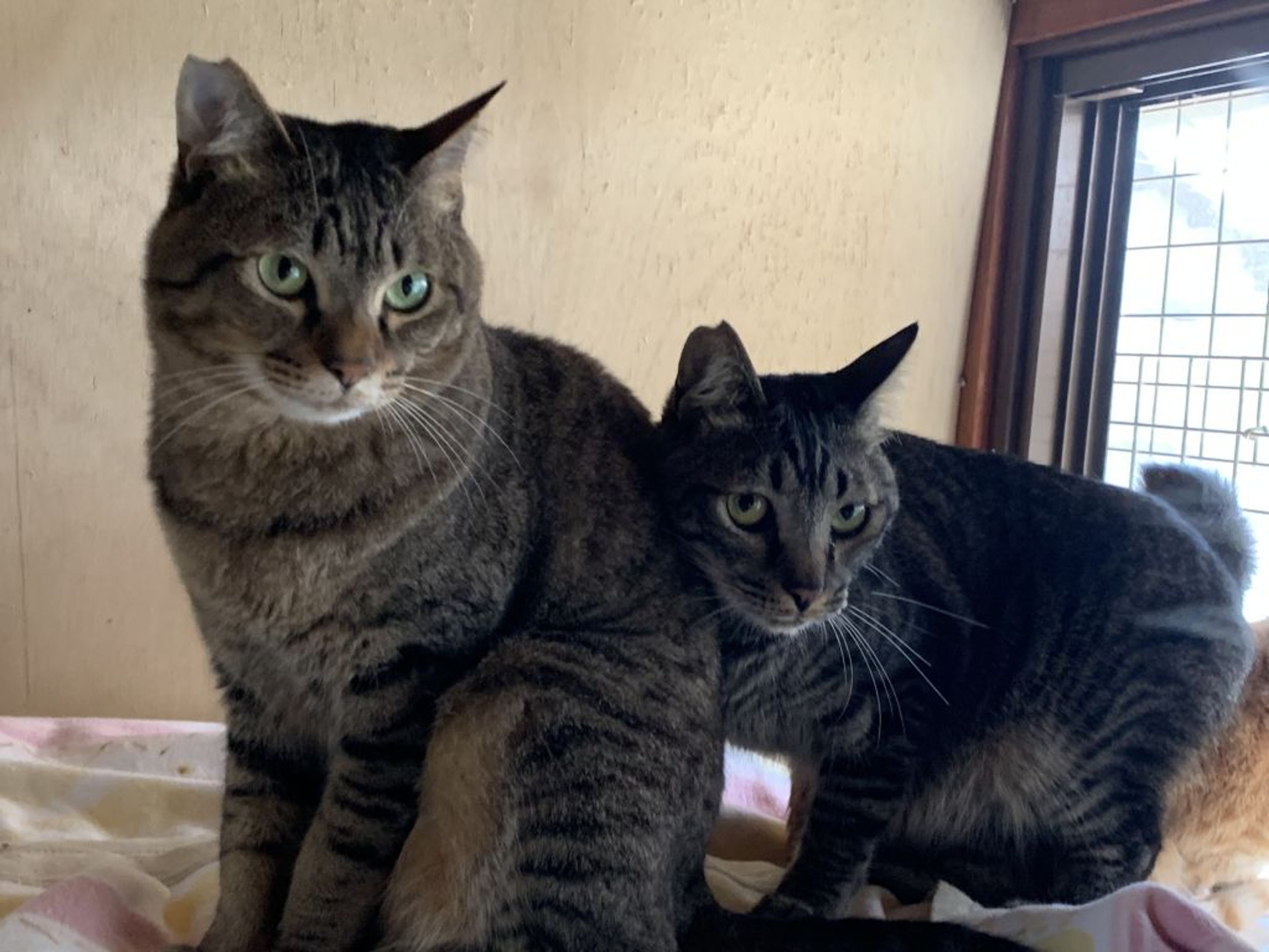 pet-image-3