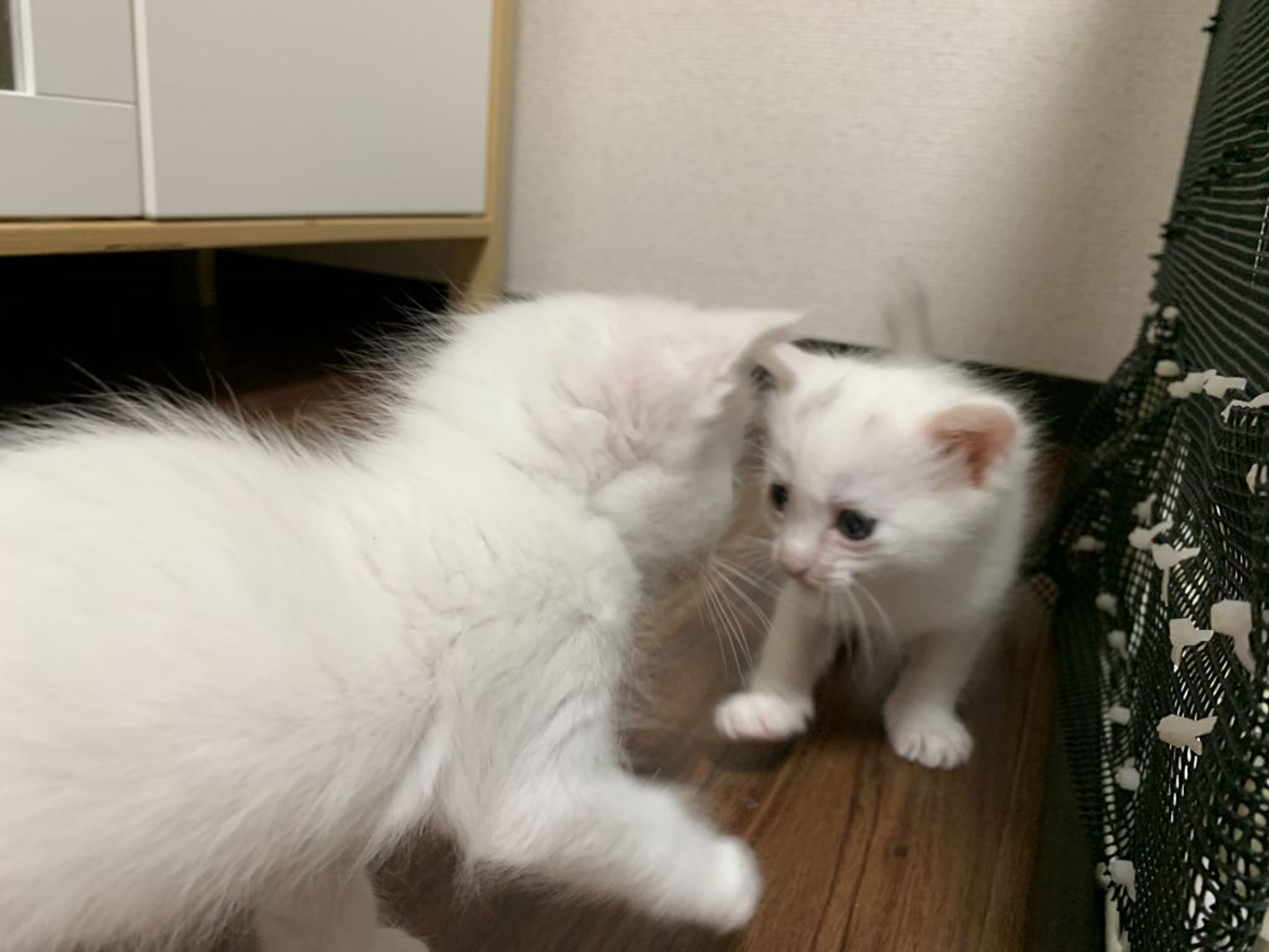 雑種（ミックス猫）・メスの里親募集の写真