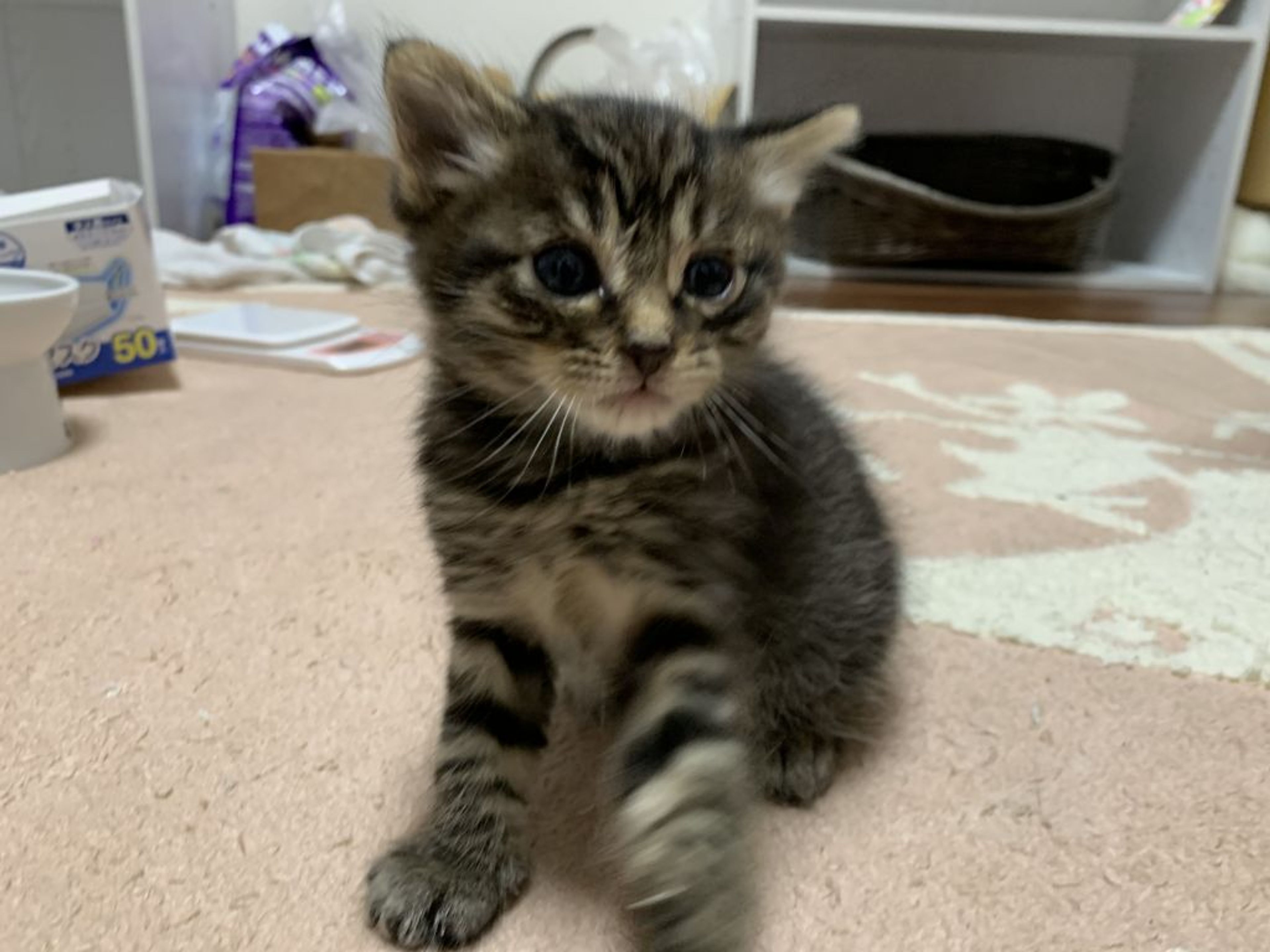 雑種（ミックス猫）・オスの里親募集の写真