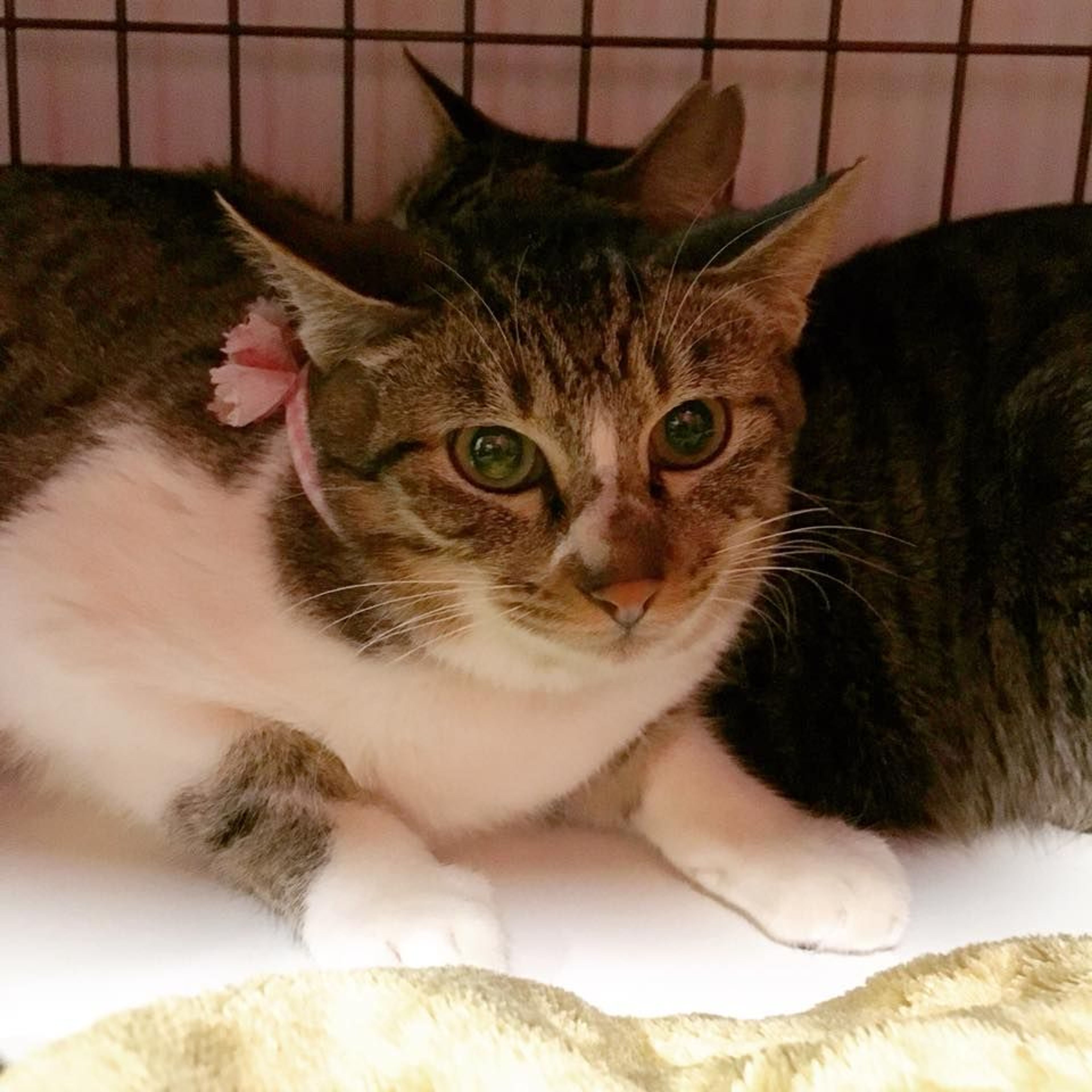 雑種（ミックス猫）・メスの里親募集の写真