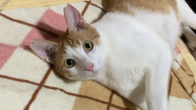 蕨生(わらび)の写真