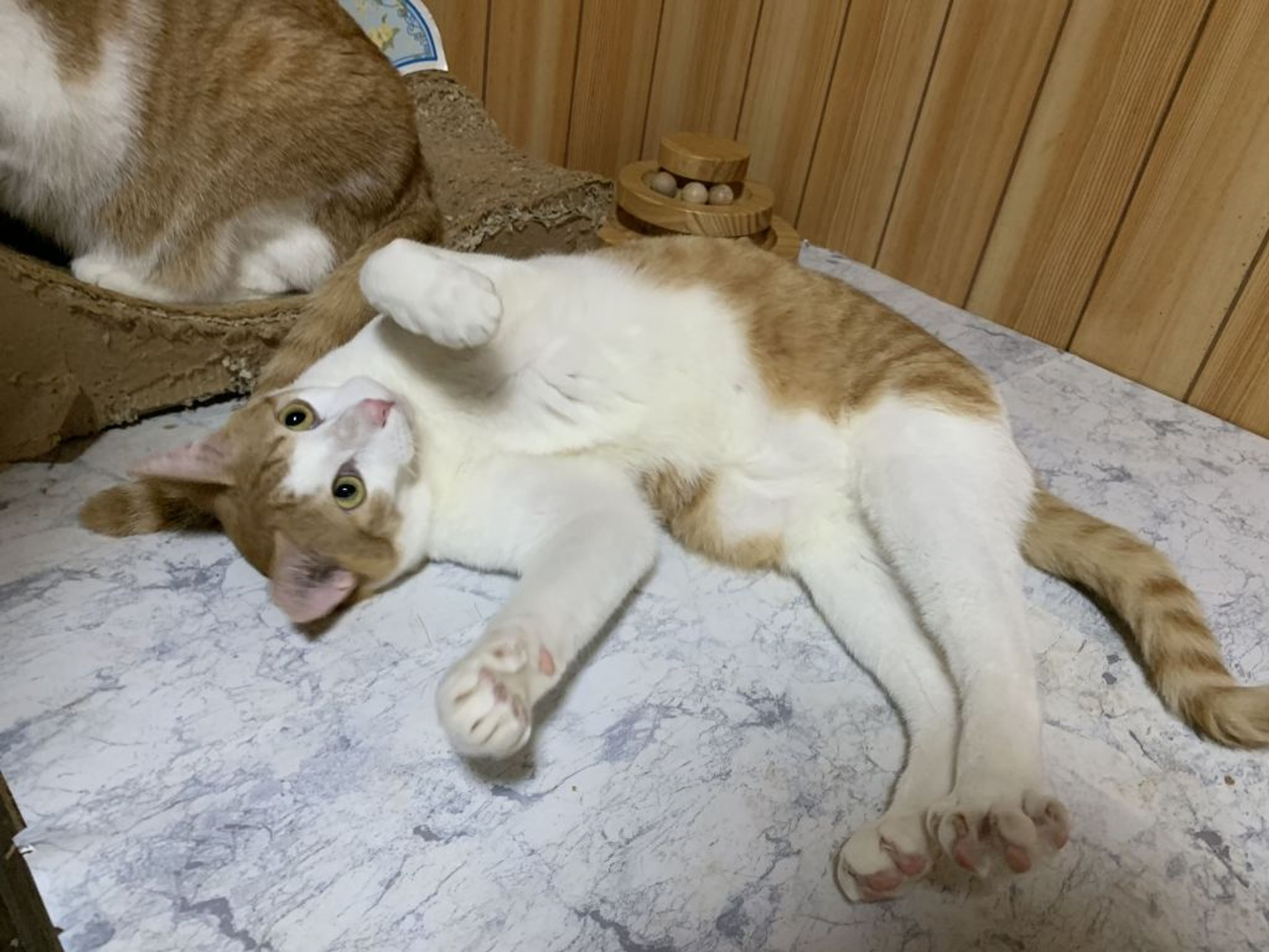 pet-image-2