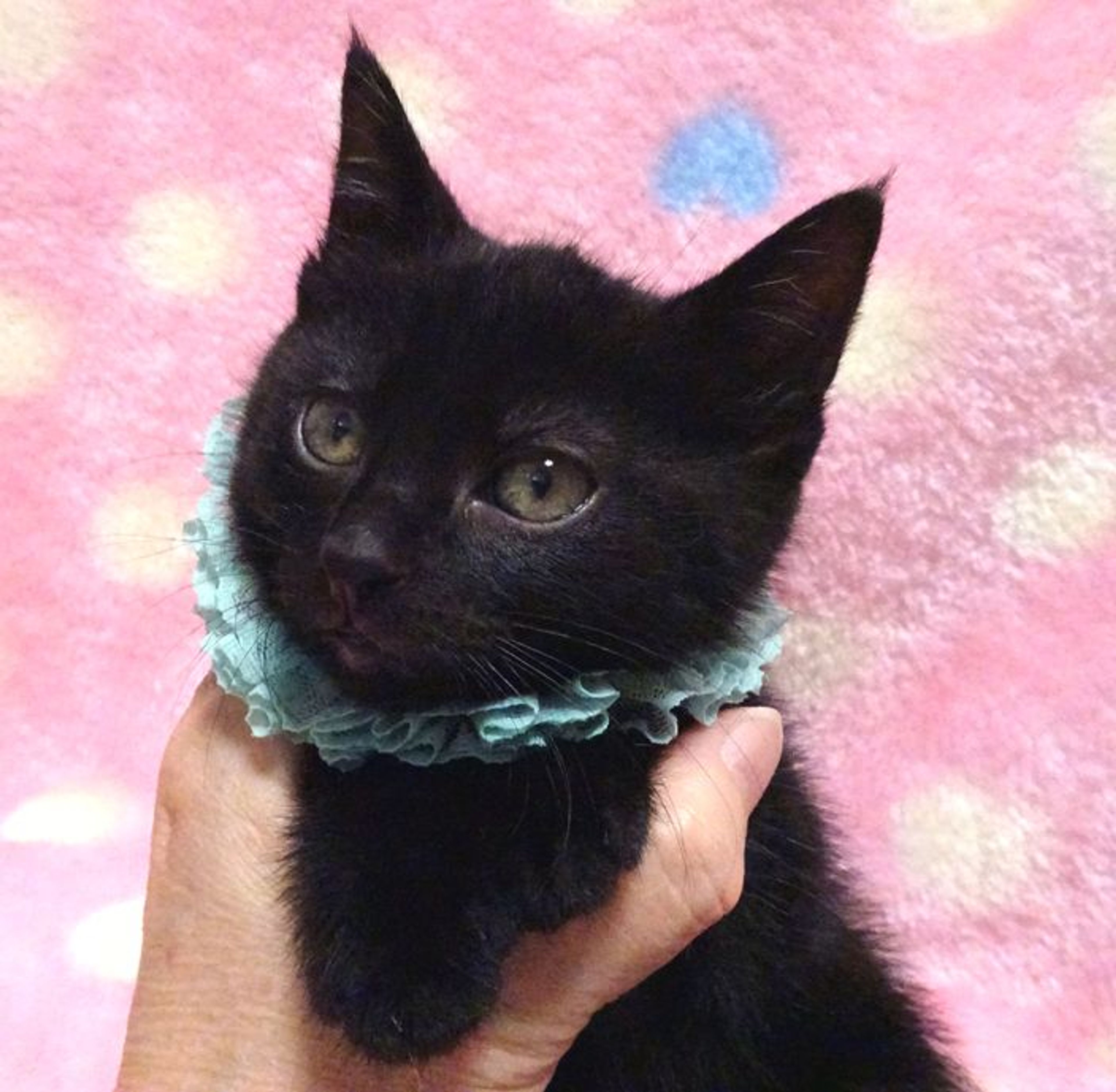 pet-image-3